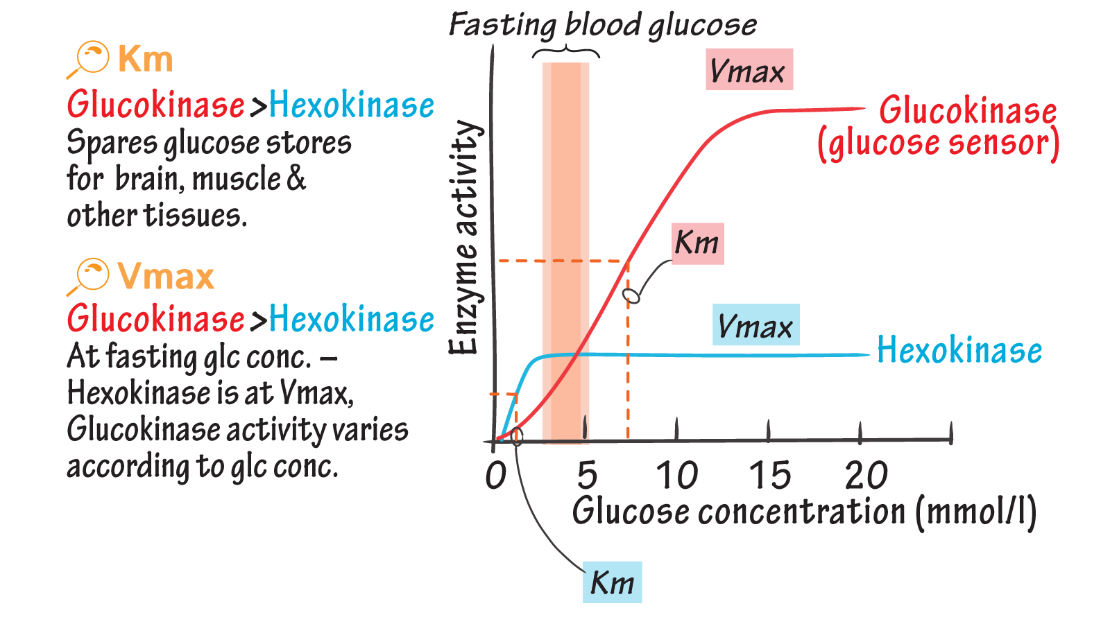 weight loss tips ramadan