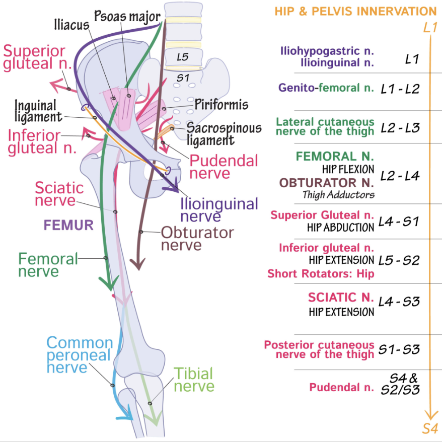 neuroanatomy glossary lumbosacral plexus advanced draw it to lumbosacral plexus