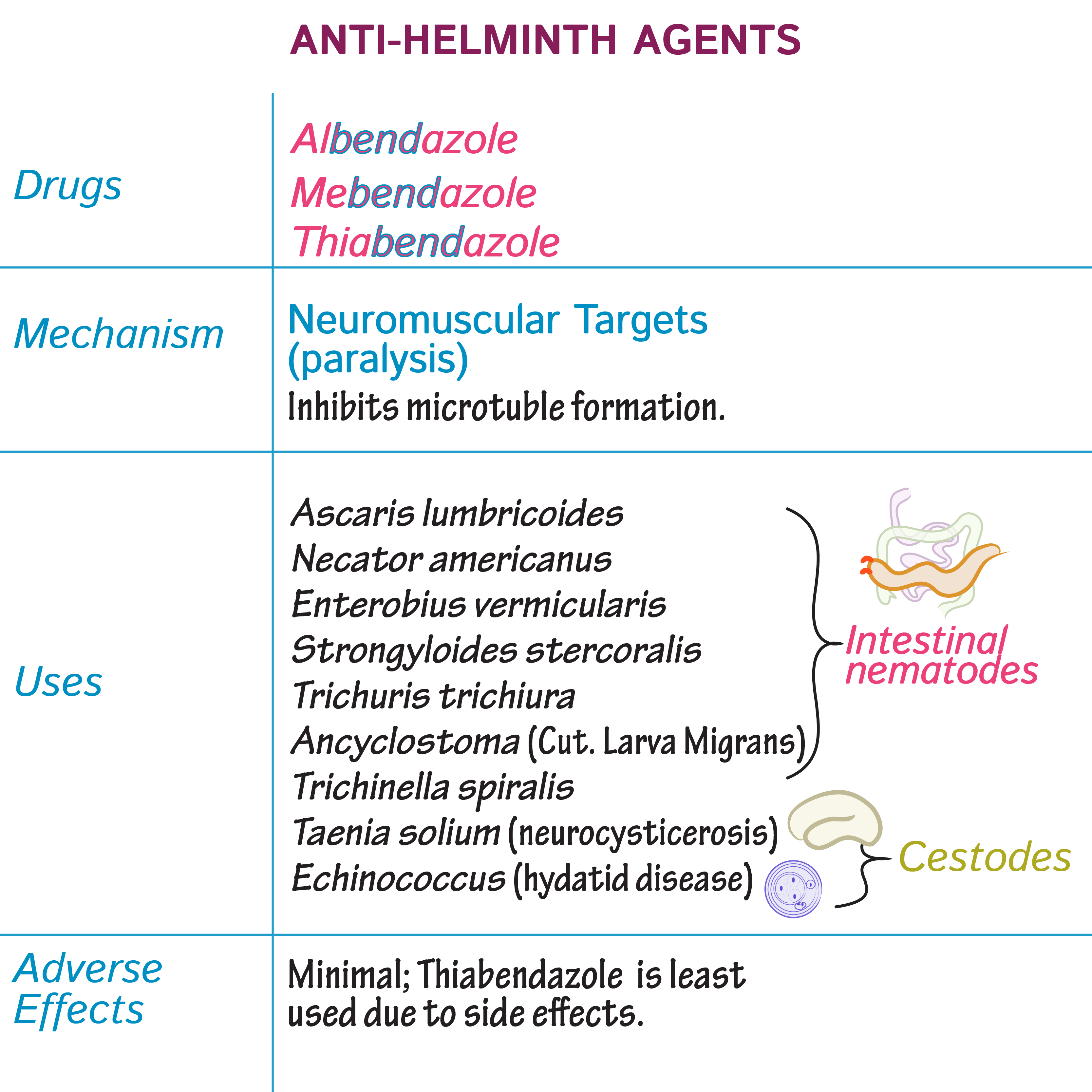 Enterobius vermicularis usmle