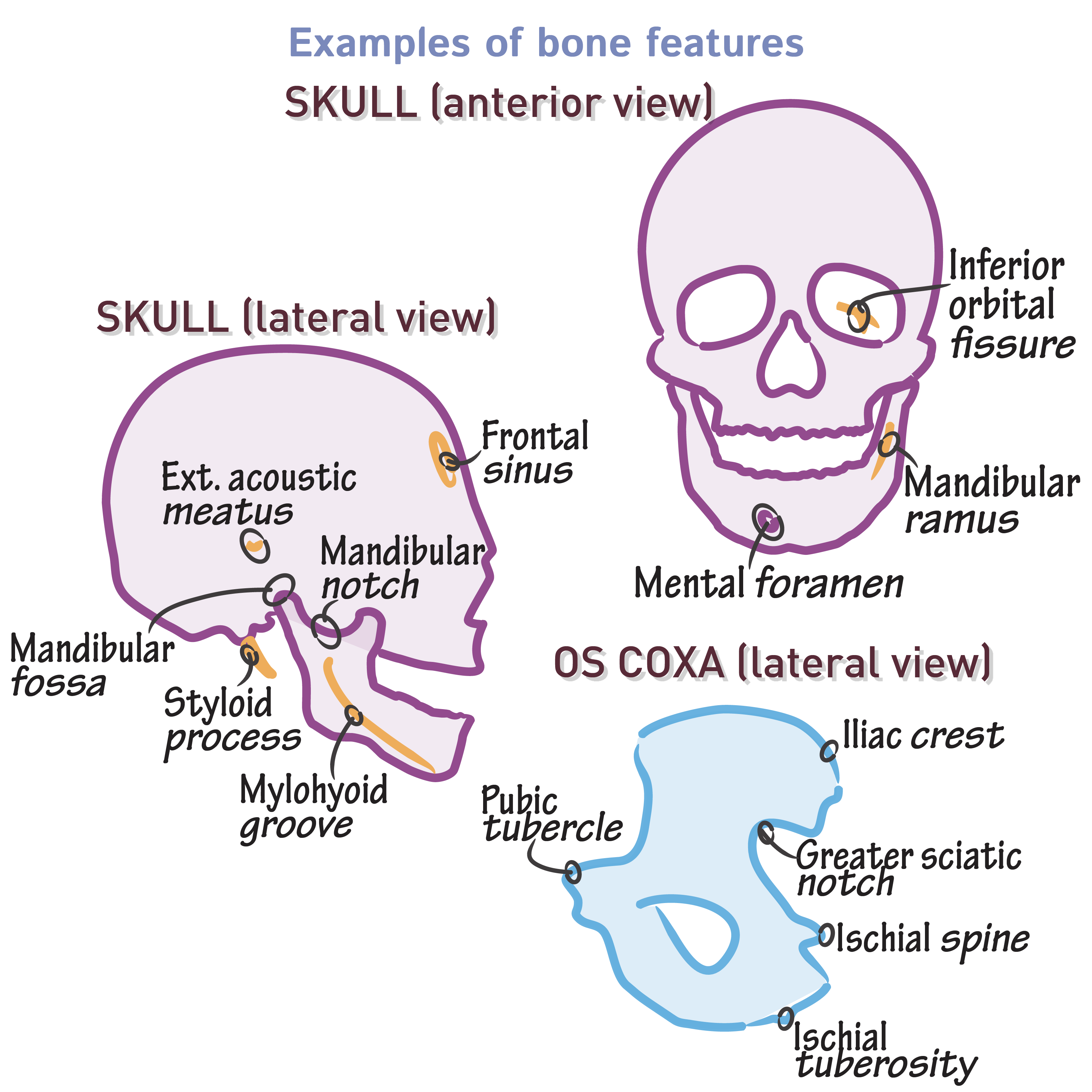 Bone Functions Features Gross Anatomy Flashcards Draw It To Know It