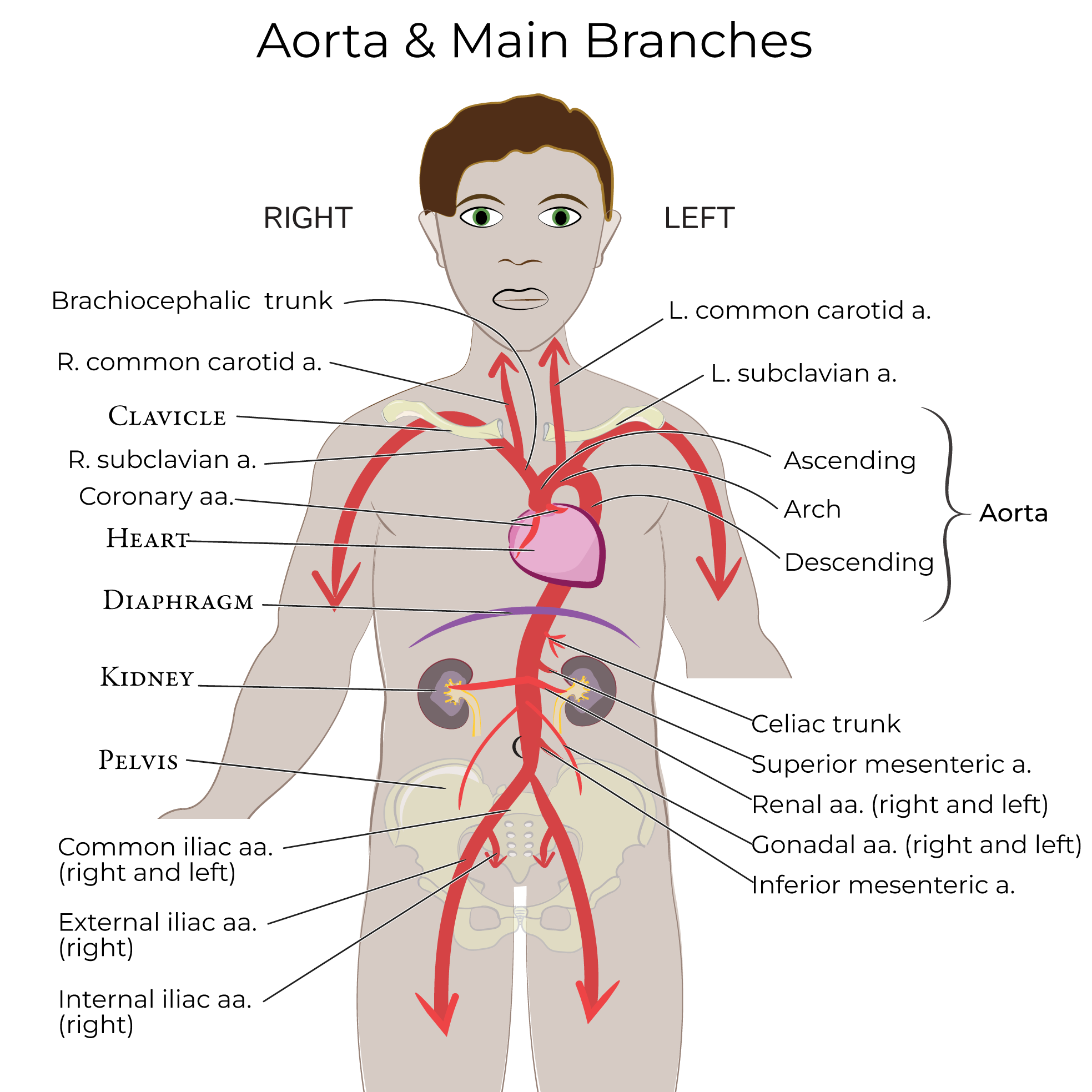 Anatomy Of Aorta Aorta Anatomy Branches Supply Kenhub
