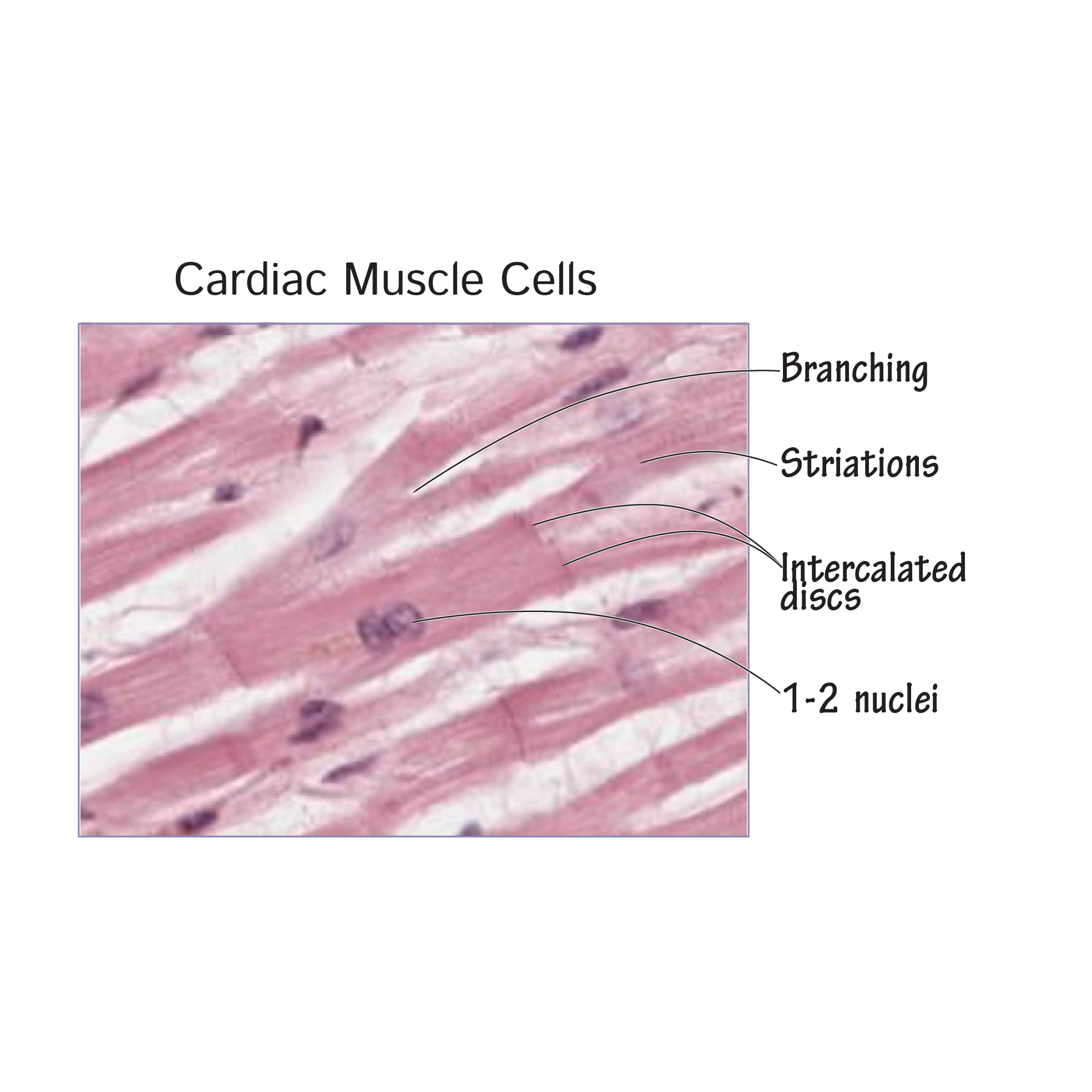 Cardiac Muscle Tissue Labeled Diagram Cardiac Muscle Tissue Labeled Cardiac Muscle Tissue Labeled Diagram Cardiac Muscle Tissue Labeled