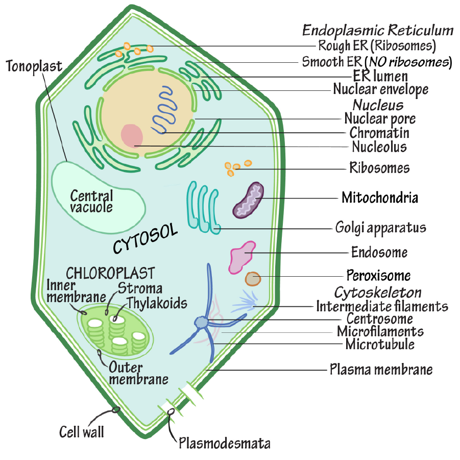 Biology Pictures Plant Cell Diagram Plant Cell Diagram Cell Diagram