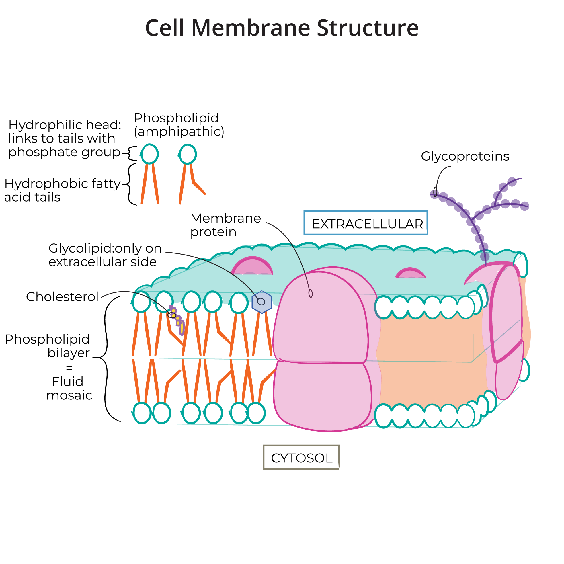 Human Cell Membrane Structure
