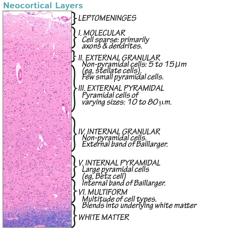 Cerebral Cortex Histologi Neuronal Plasticity In Thalamocortical Cerebral Cortex Histologi Neuronal Plasticity In Thalamocortical