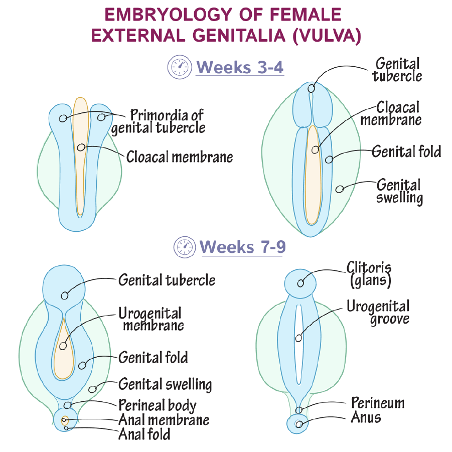 Embryology Of Female External Genitalia Vulva Diagram Female