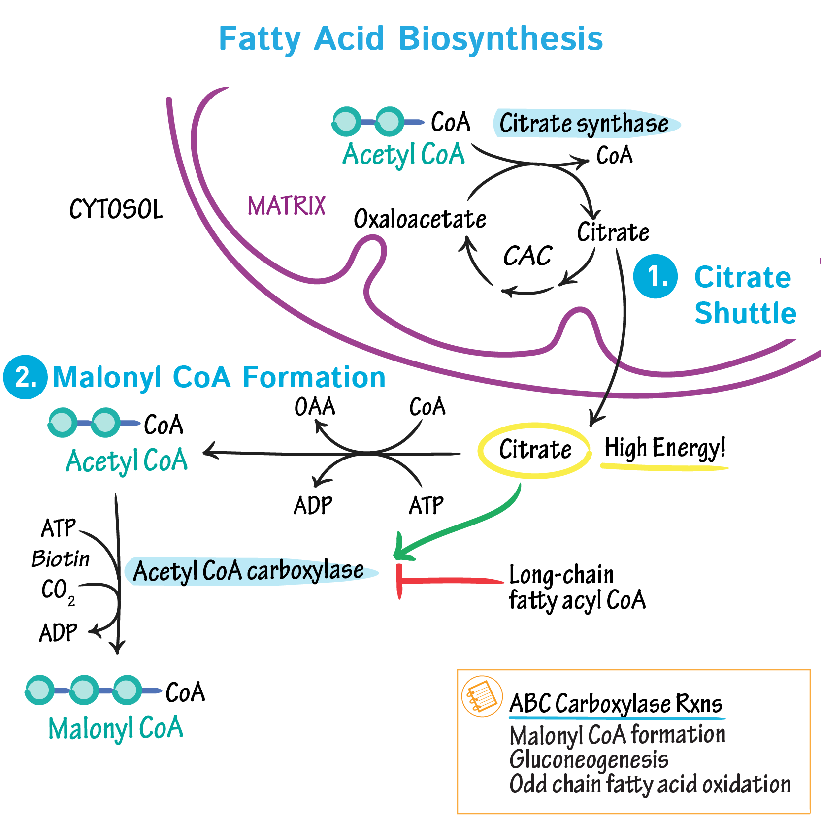Fatty Acid Synthesis Pathway Diagram 685x474 Fatty Acid Synthesis Pathway Diagram 685x474