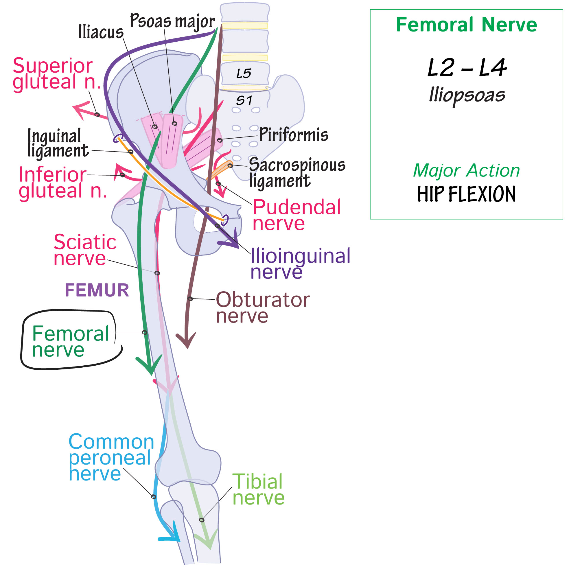 Quadriceps Muscles Nerve Supply Quadriceps Muscles Nerve Supply