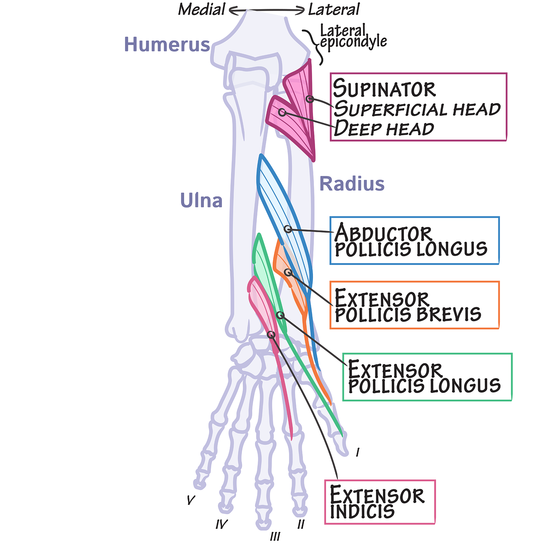 Forearm Extensor Muscles Origin Forearm Extensor Muscles Origin