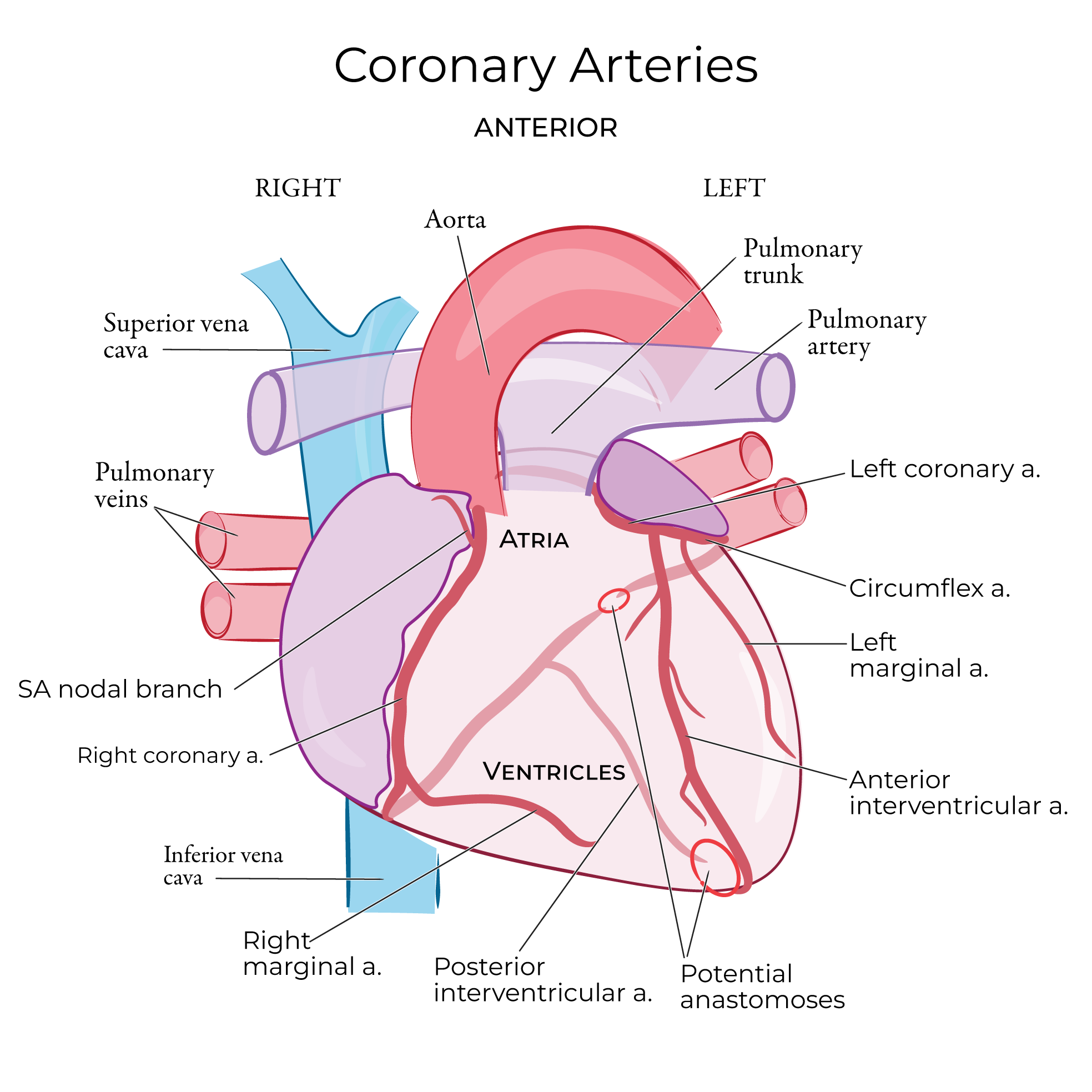 Coronary Artery On Heart Diagram