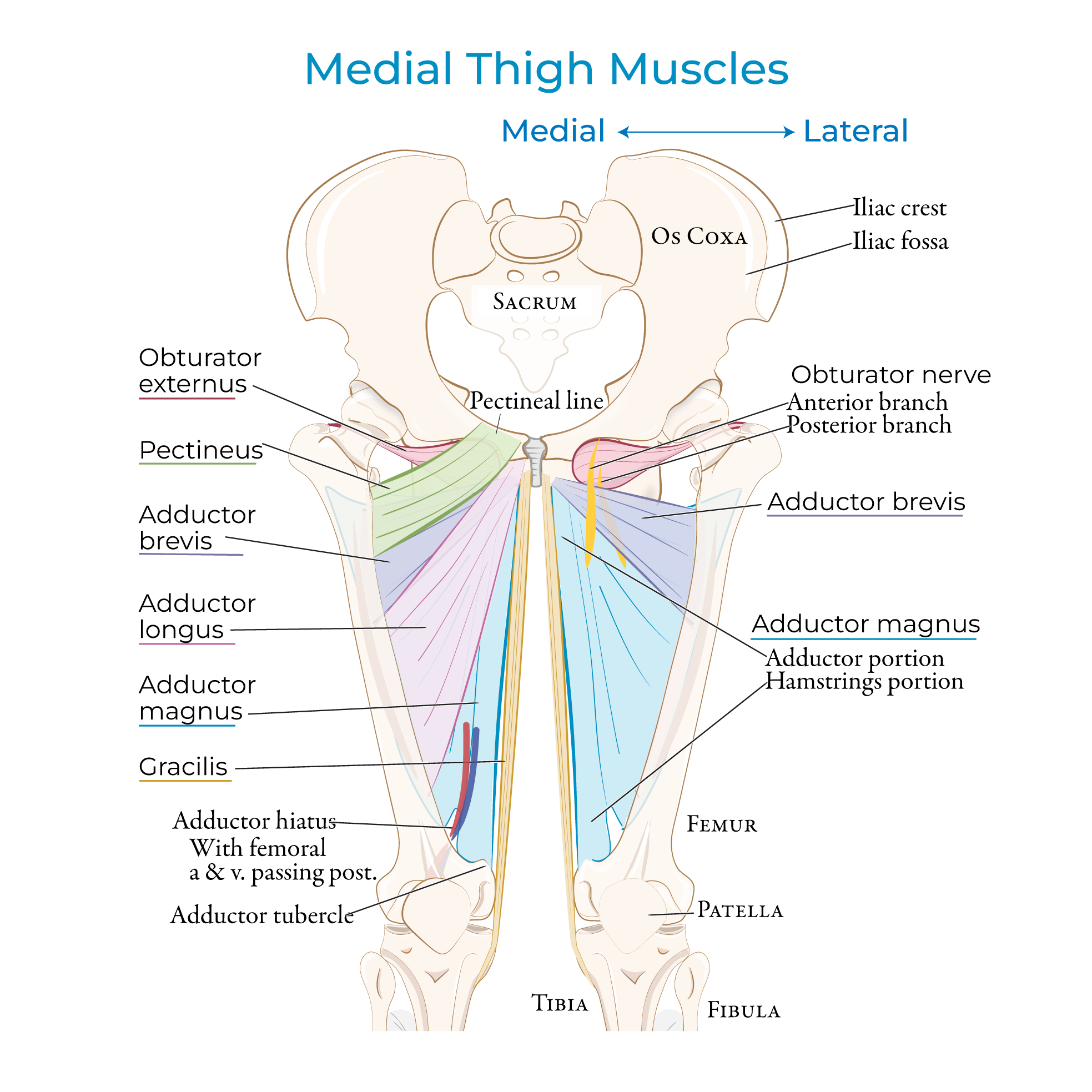 Anatomy Of The Anterior Thigh Anatomy Of The Anterior Thigh
