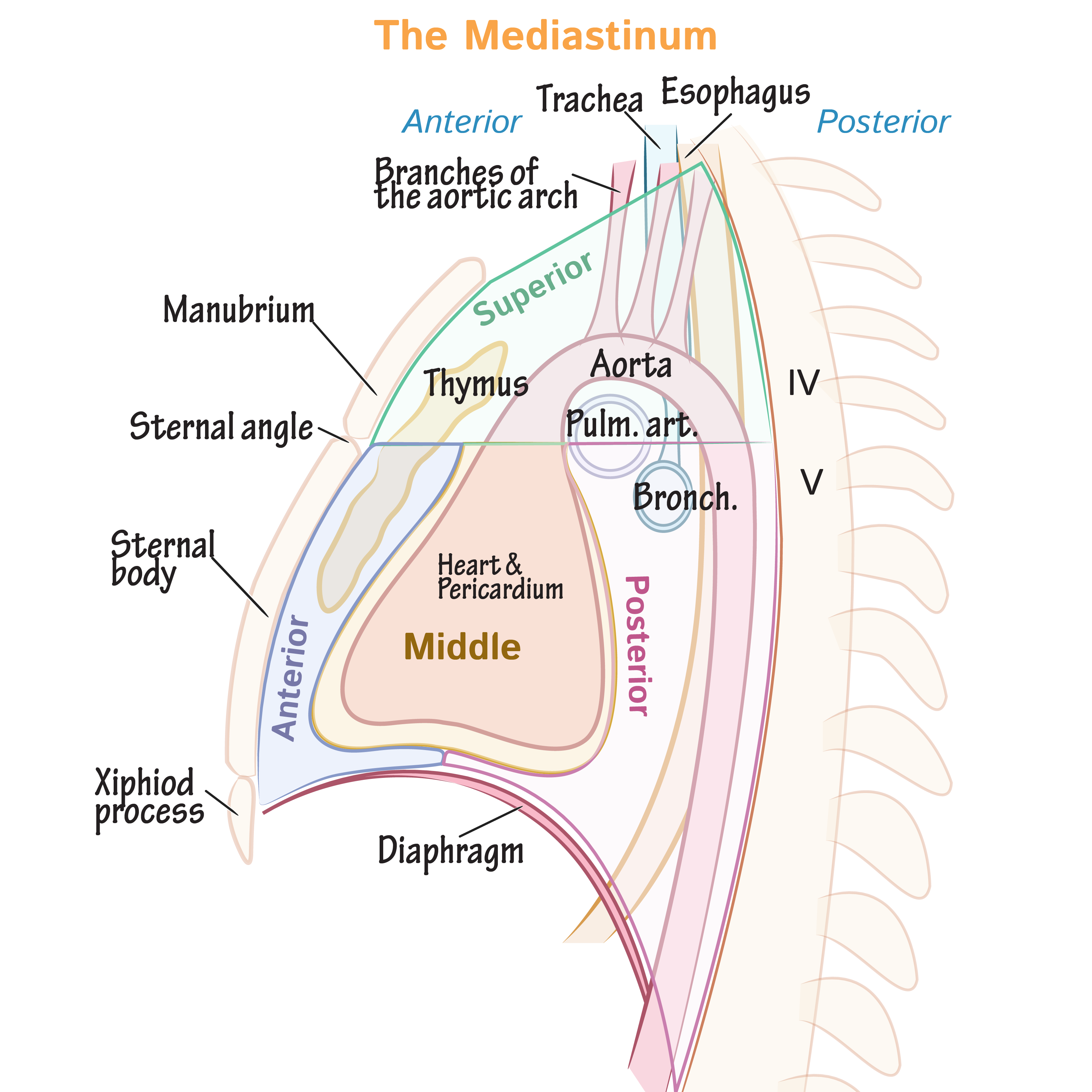 Superior Mediastinum Vessels