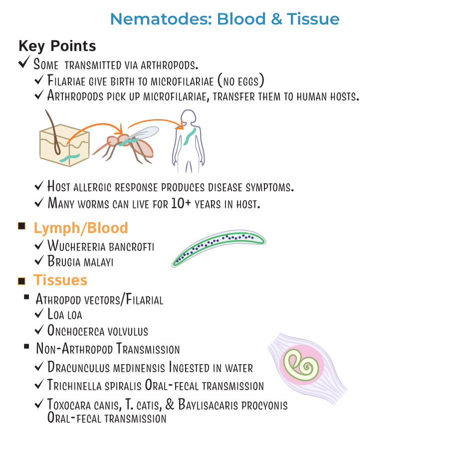 Nematodes - Blood &amp; Tissue Infections - Immunology / Microbiology 