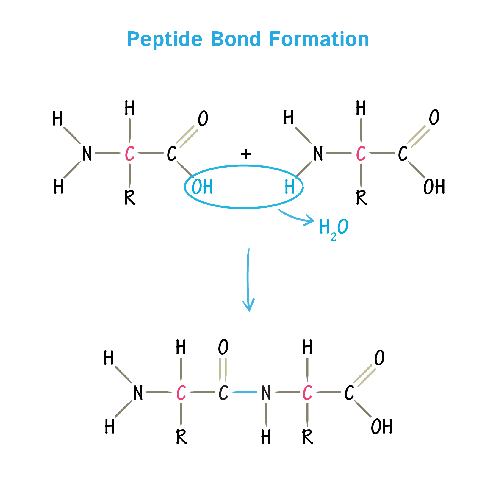 Peptide Bond Diagram Peptide Bonds Article About Peptide Bonds By Peptide Bond Diagram Peptide Bonds Article About Peptide Bonds By