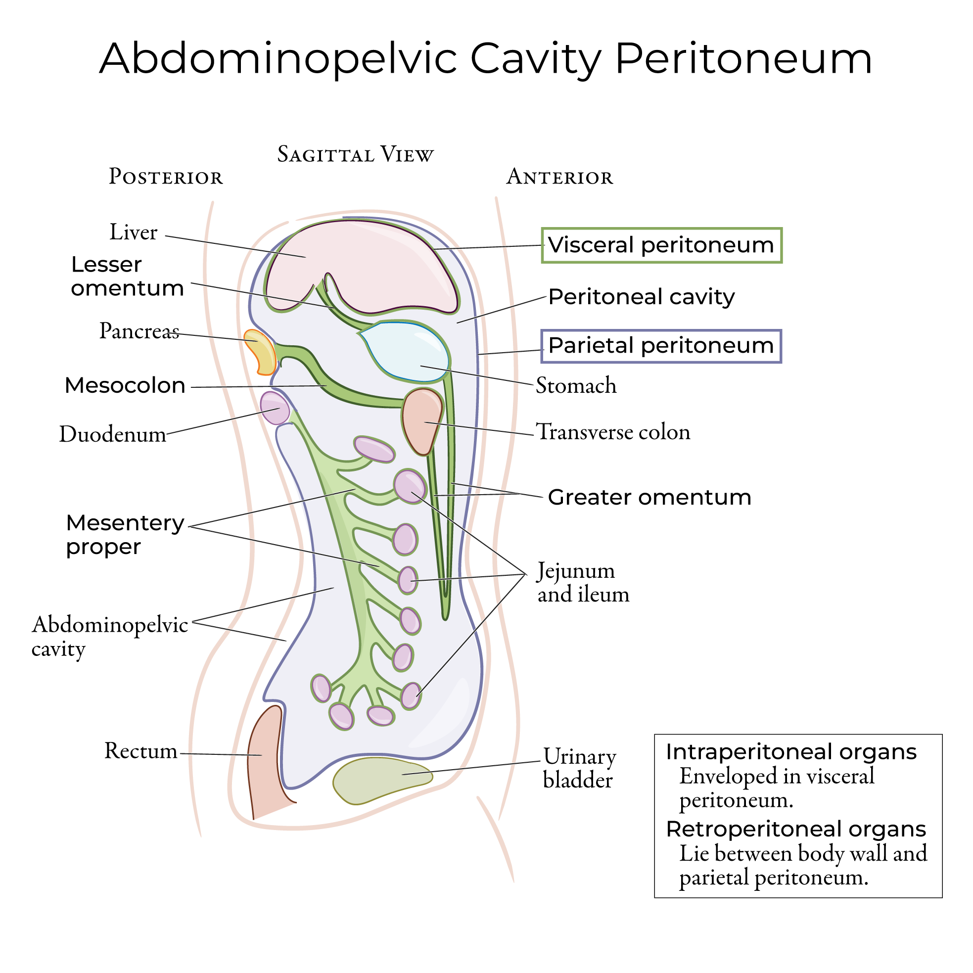 Retroperitoneal Organs And Intraperitoneal Organs Retroperitoneal Organs And Intraperitoneal Organs