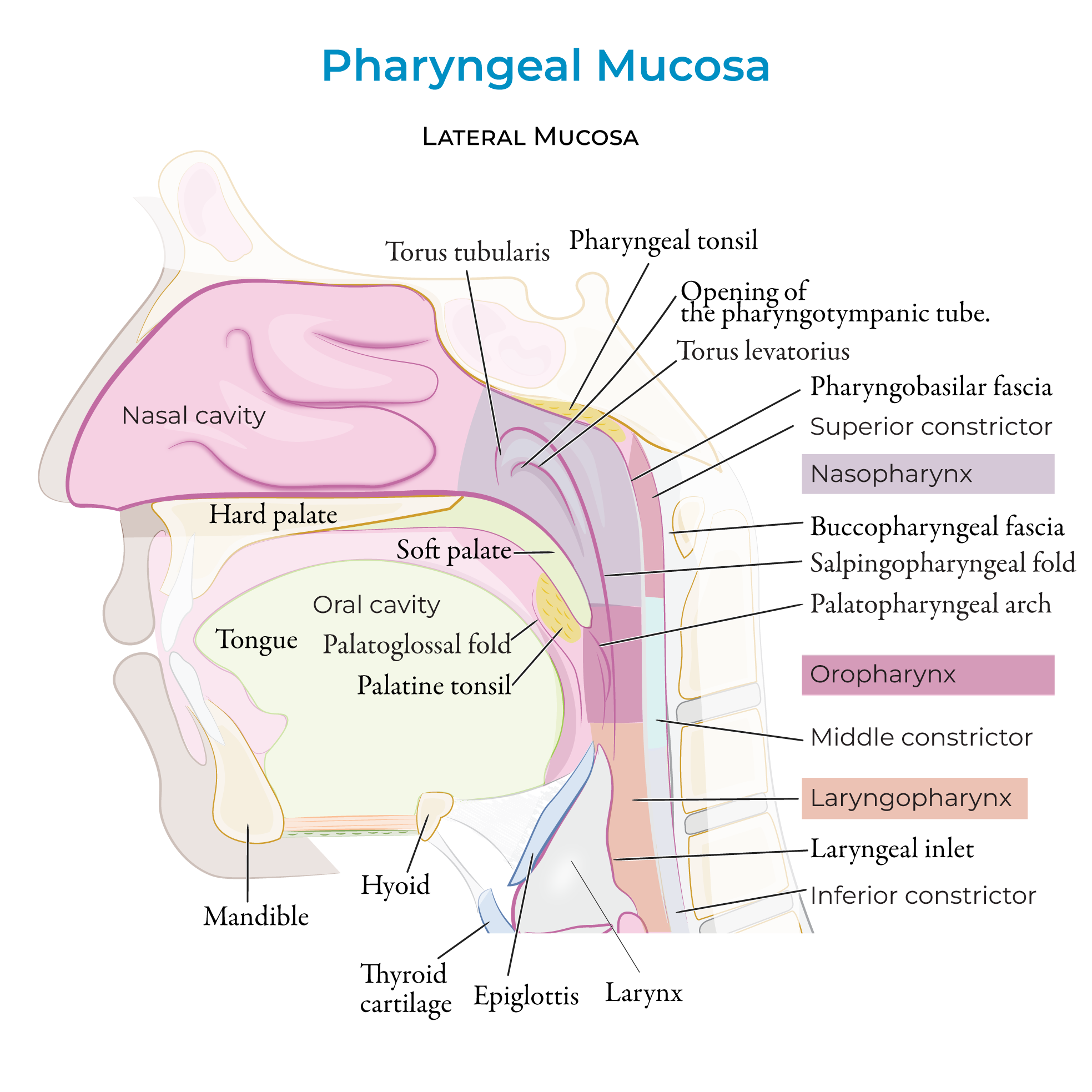 Pharynx Anatomy Diagram