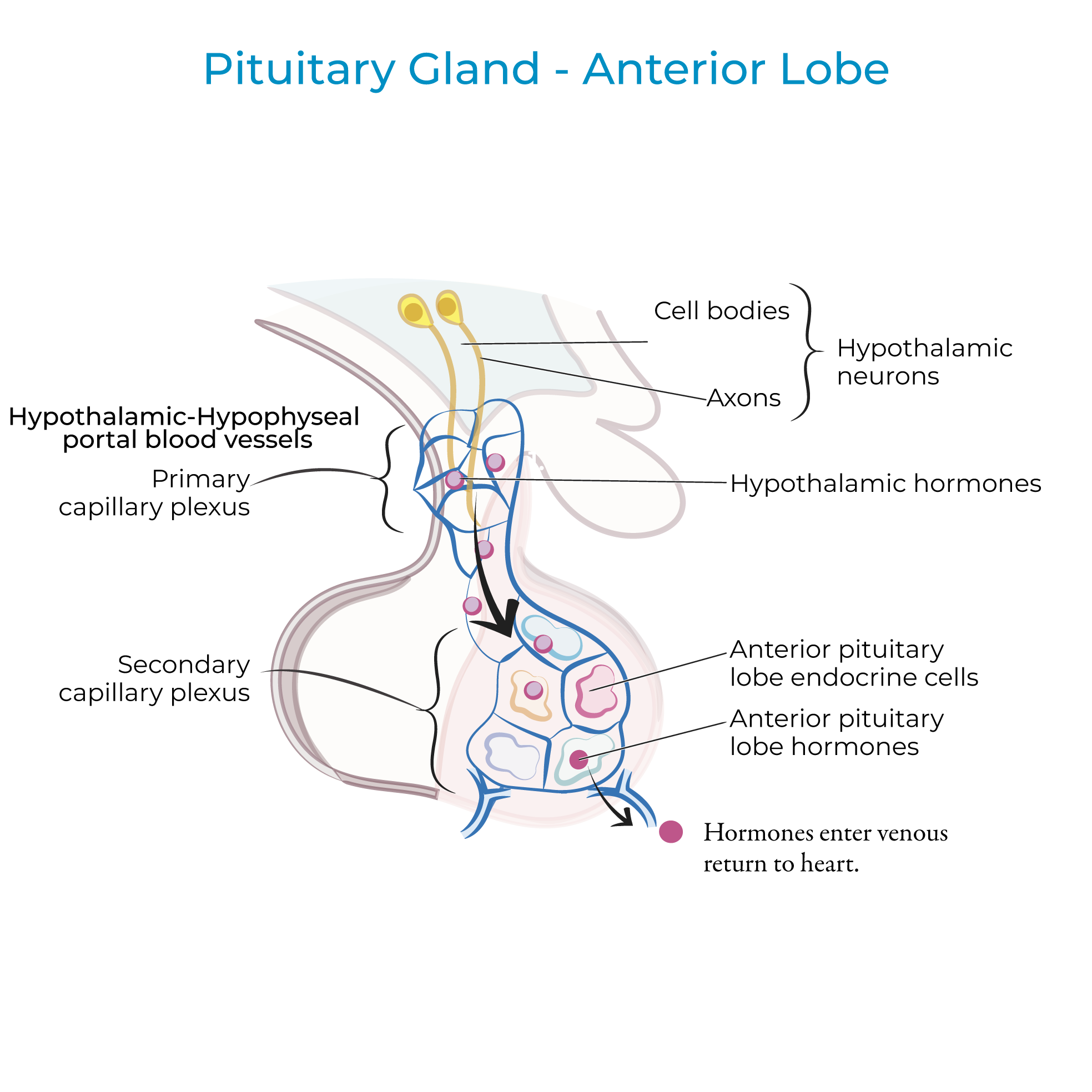 Pituitary Gland Diagram Pituitary Gland Diagram