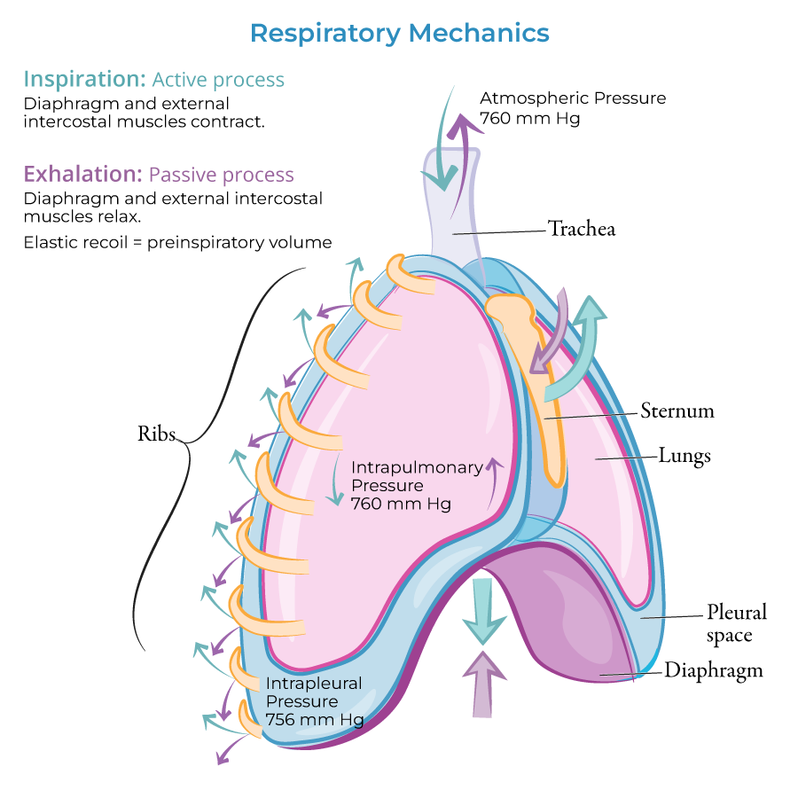 Lung Diagram Inspiration Pleural Pressure Ventilation And Pulmonary