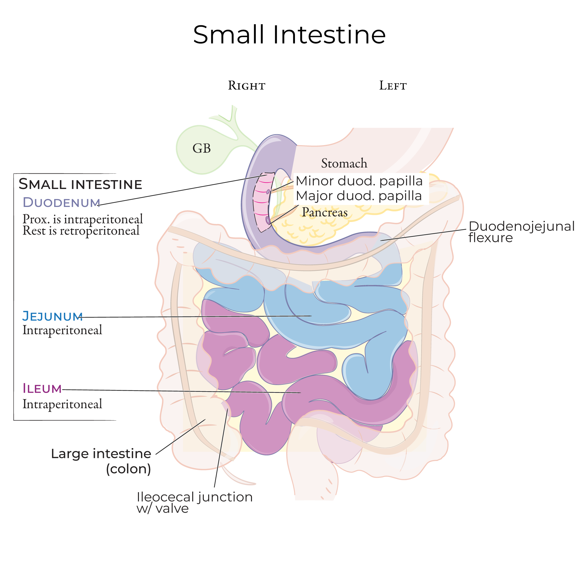 Duodenum Diagram Anatomy Duodenum Diagram Anatomy