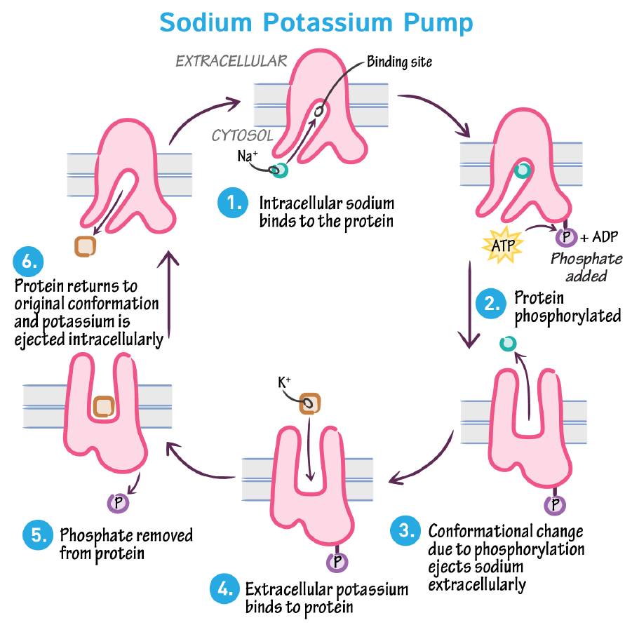 Sodium Potassium Pump Diagram Potassium Pump An Overview Sodium Potassium Pump Diagram Potassium Pump An Overview