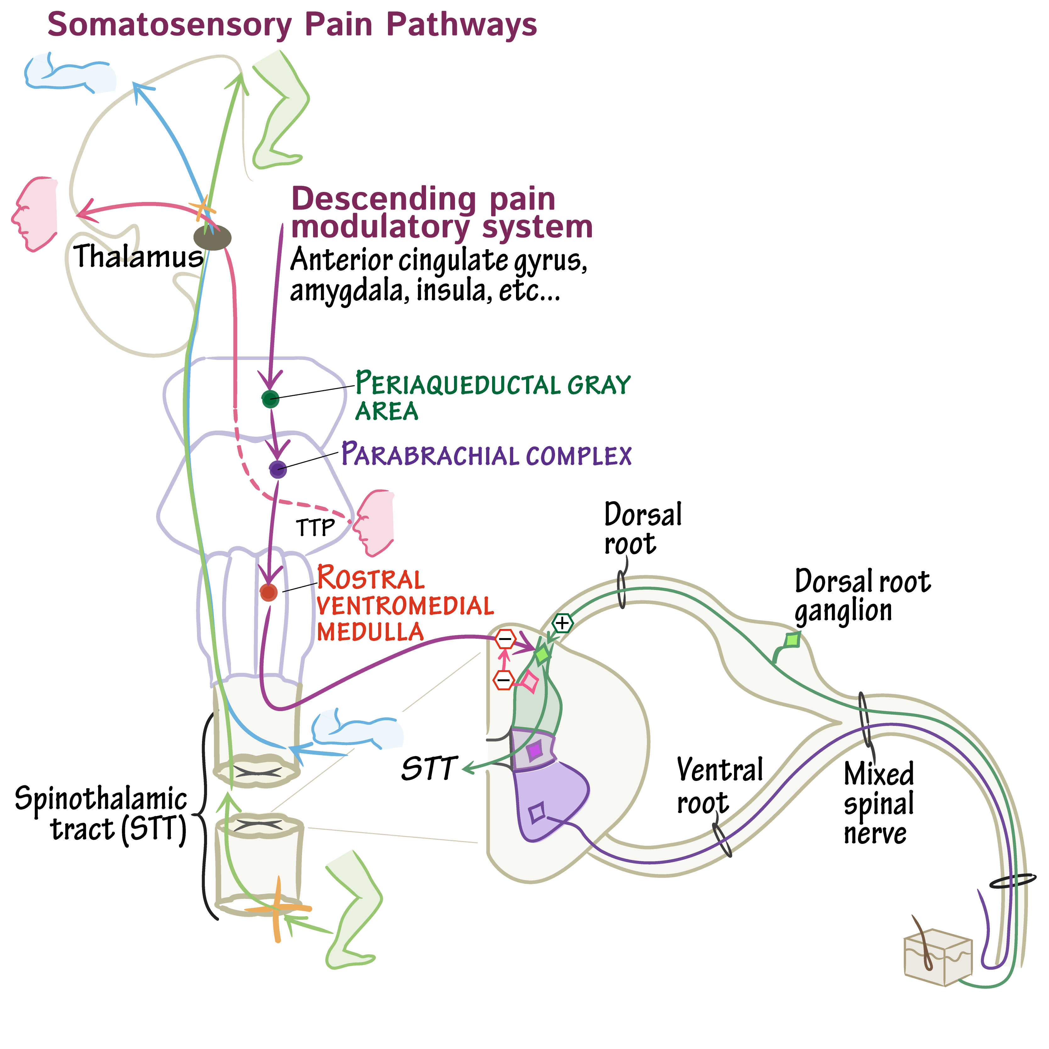 Neuro Pain Pathway Introduction To Orofacial Pain Pocket Dentistry Neuro Pain Pathway Introduction To Orofacial Pain Pocket Dentistry