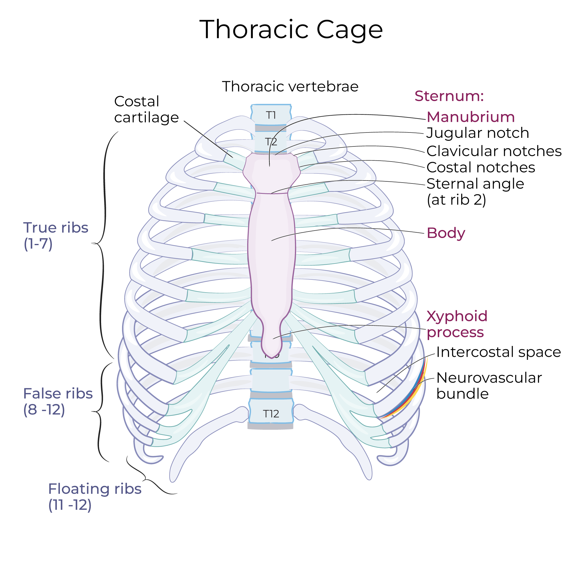 Clavicular Notch Clavicular Notch