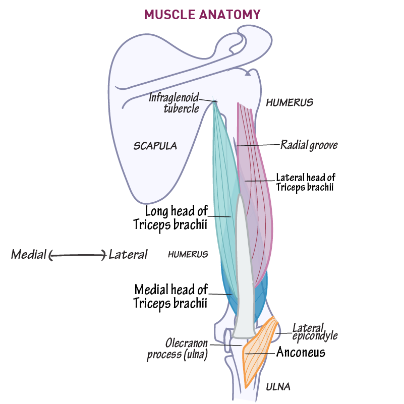 Triceps Anatomy Diagram Face Muscles Triceps Anatomy Diagram Face Muscles