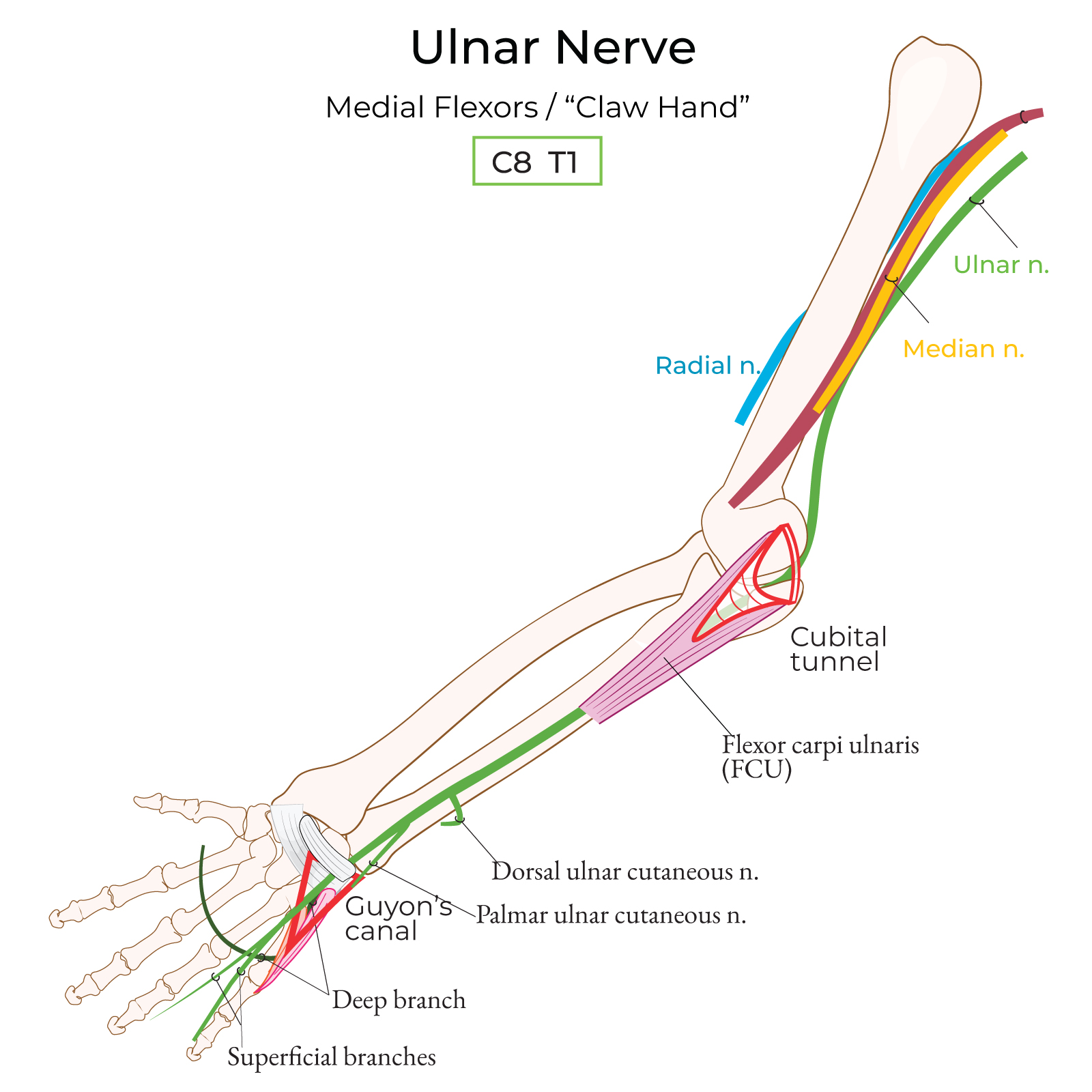 Ulnar Nerve Supply Hand Muscles