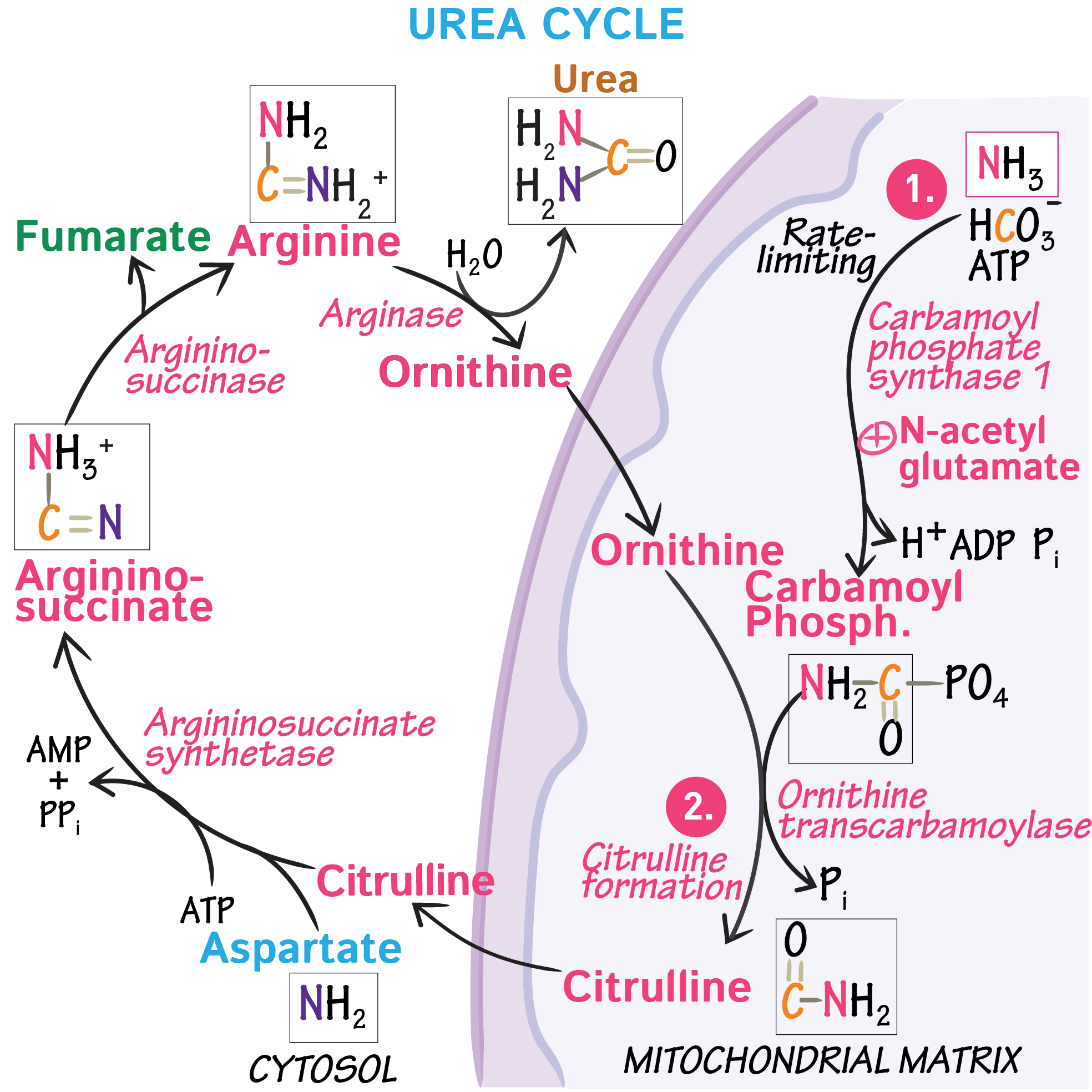 Urea Cycle Simple Diagram Urea Cycle Simple Diagram