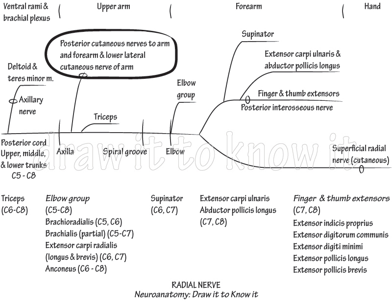 Lower lateral cutaneous nerve of arm