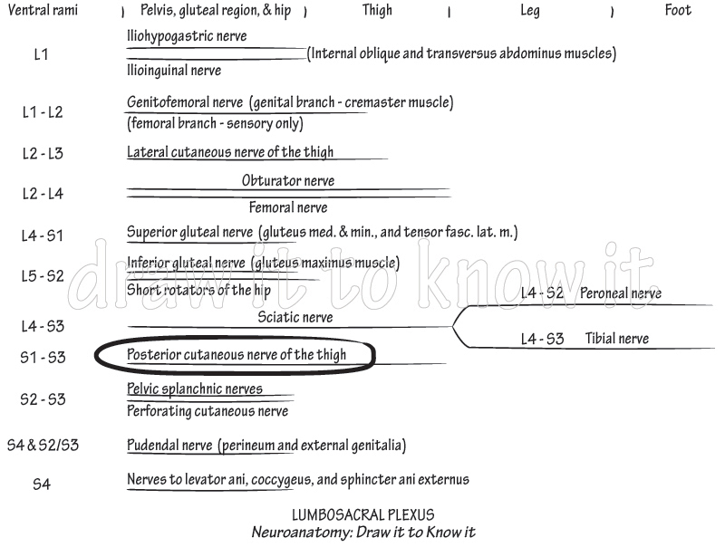 Posterior femoral cutaneous nerve of thigh