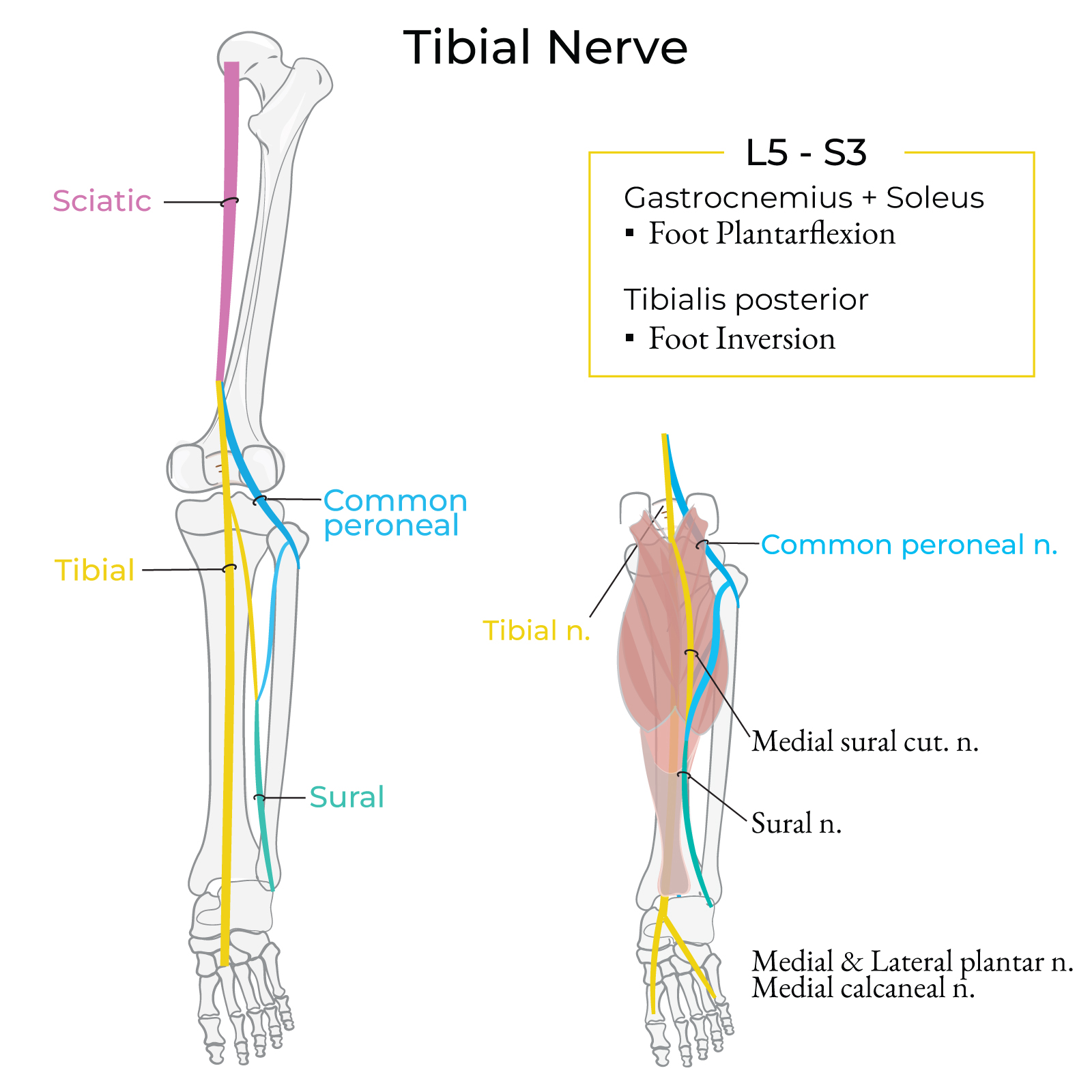 Tibial Nerve