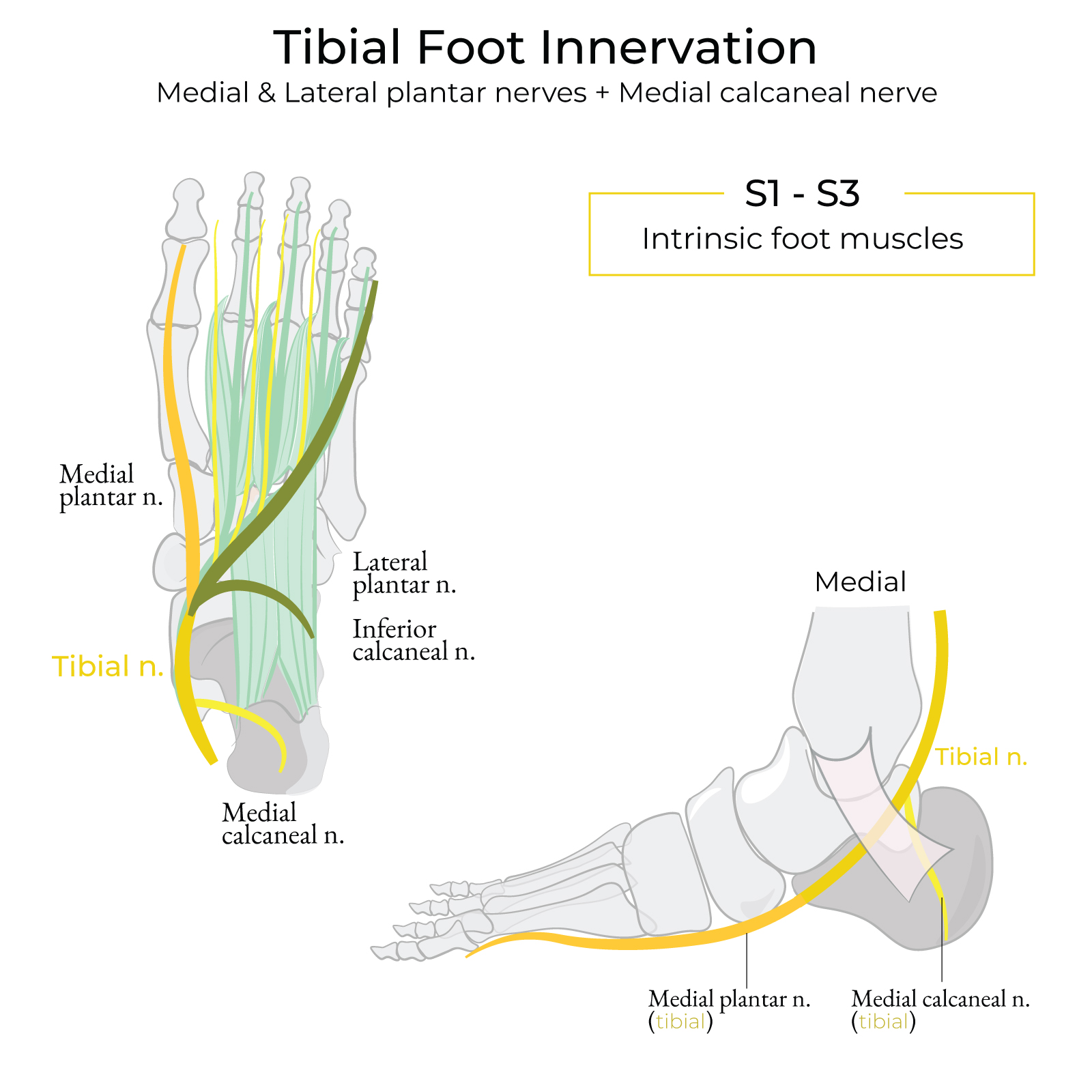 Tibial Nerve