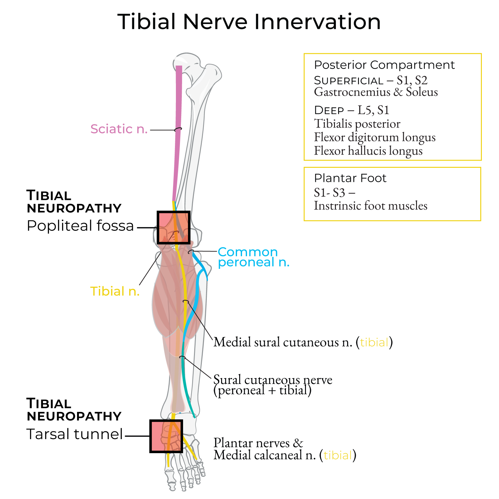 Tibial Nerve