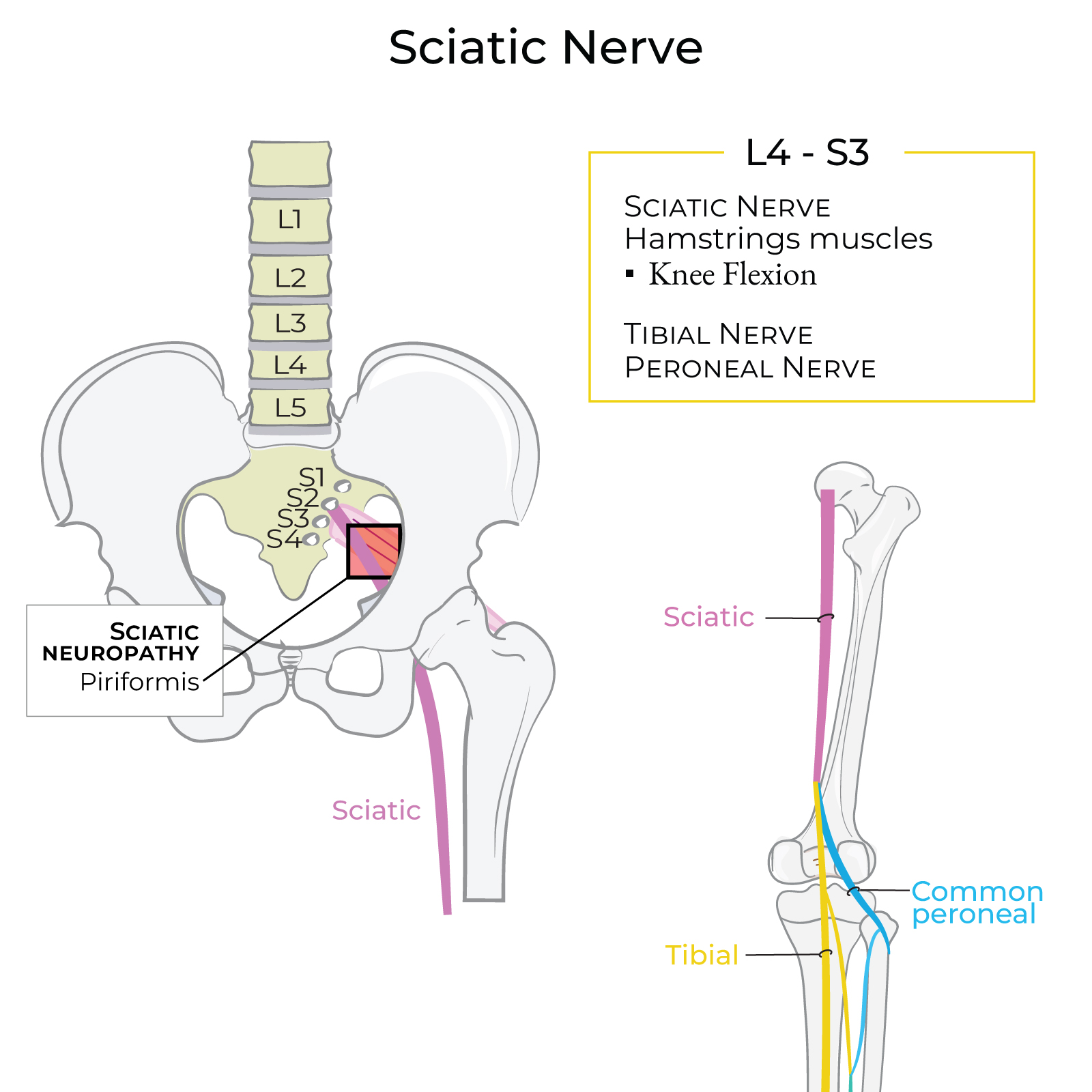 Sciatic Nerve - Hamstrings