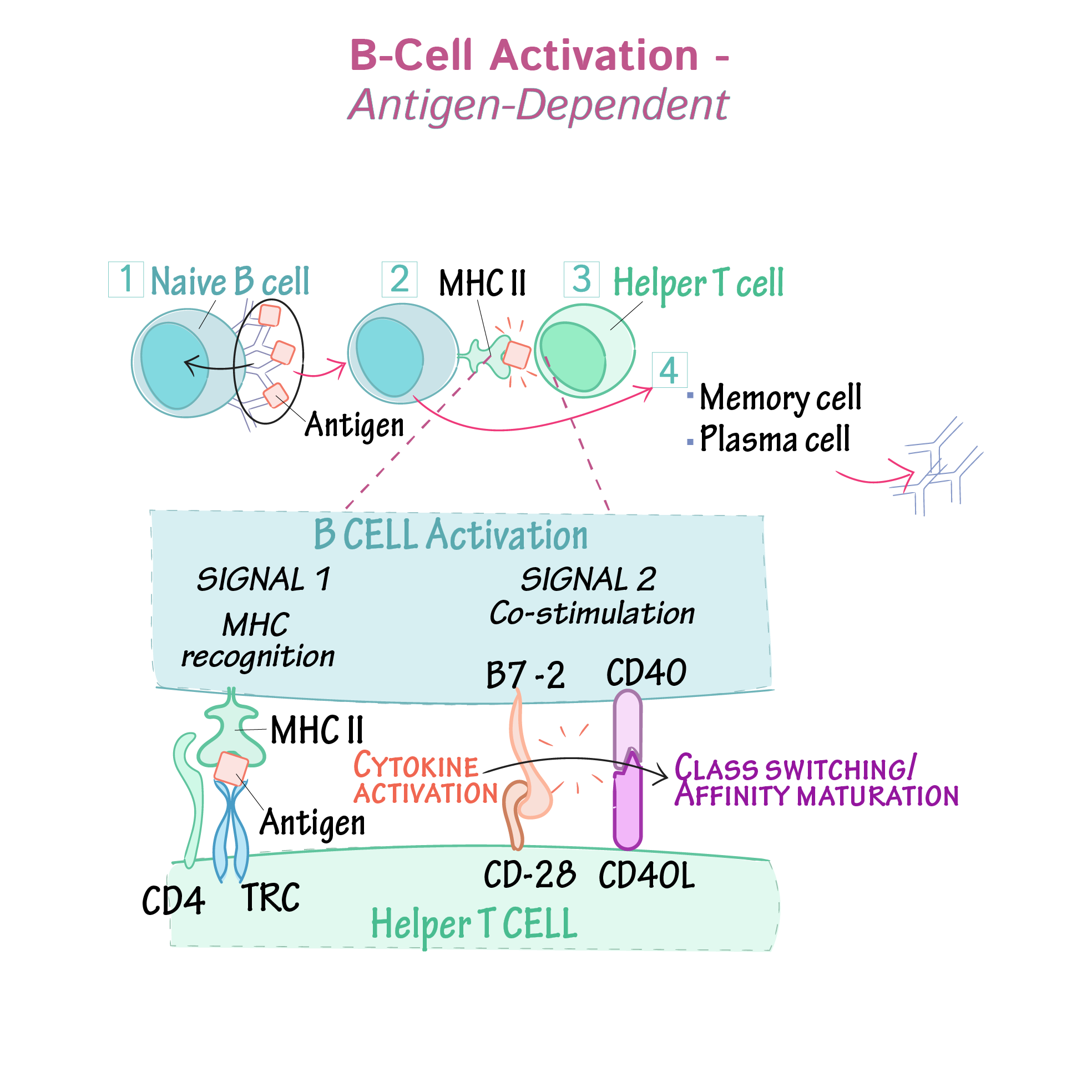 B Cell Activation Review – B cell targeted therapies in autoimmune ...
