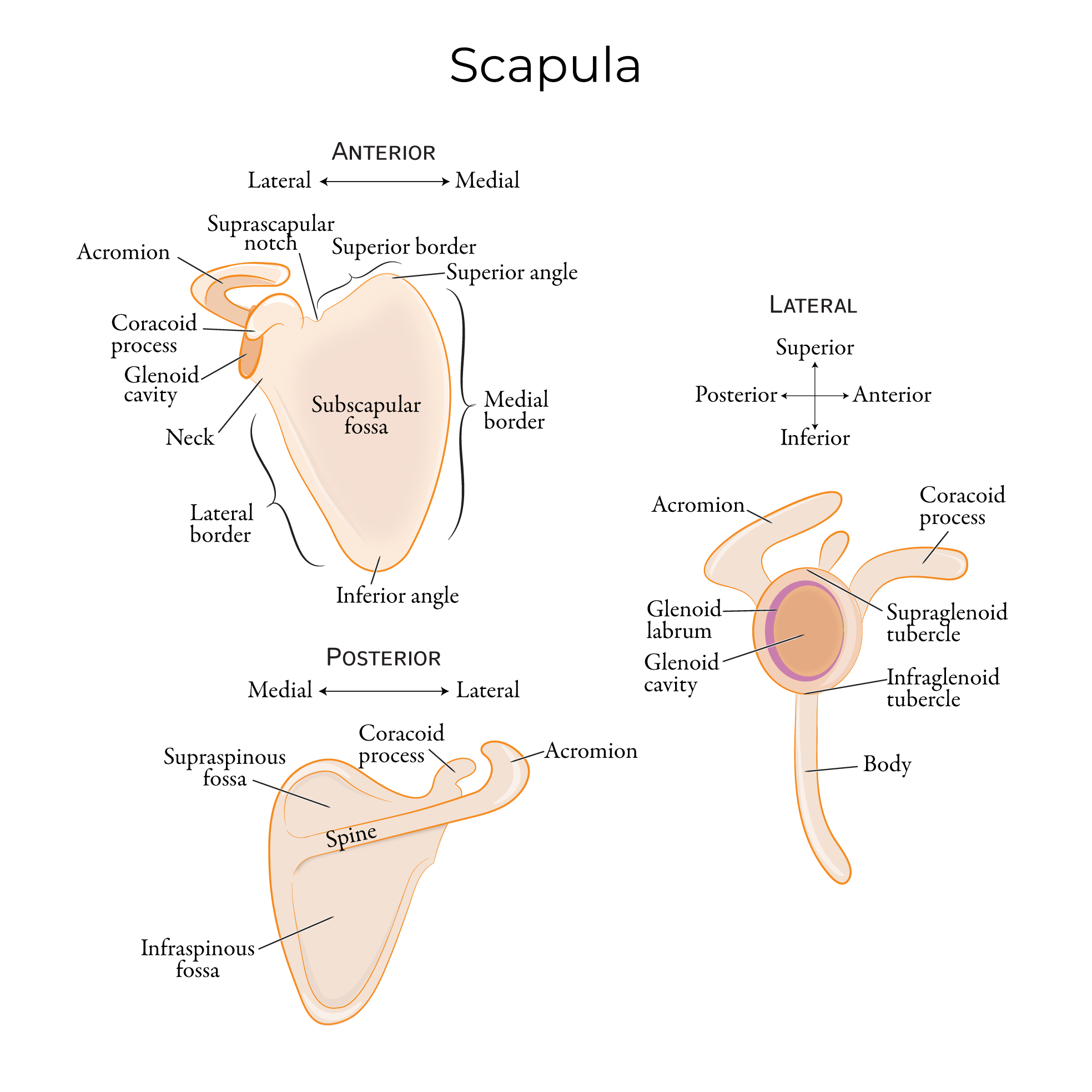 Scapula - Bone