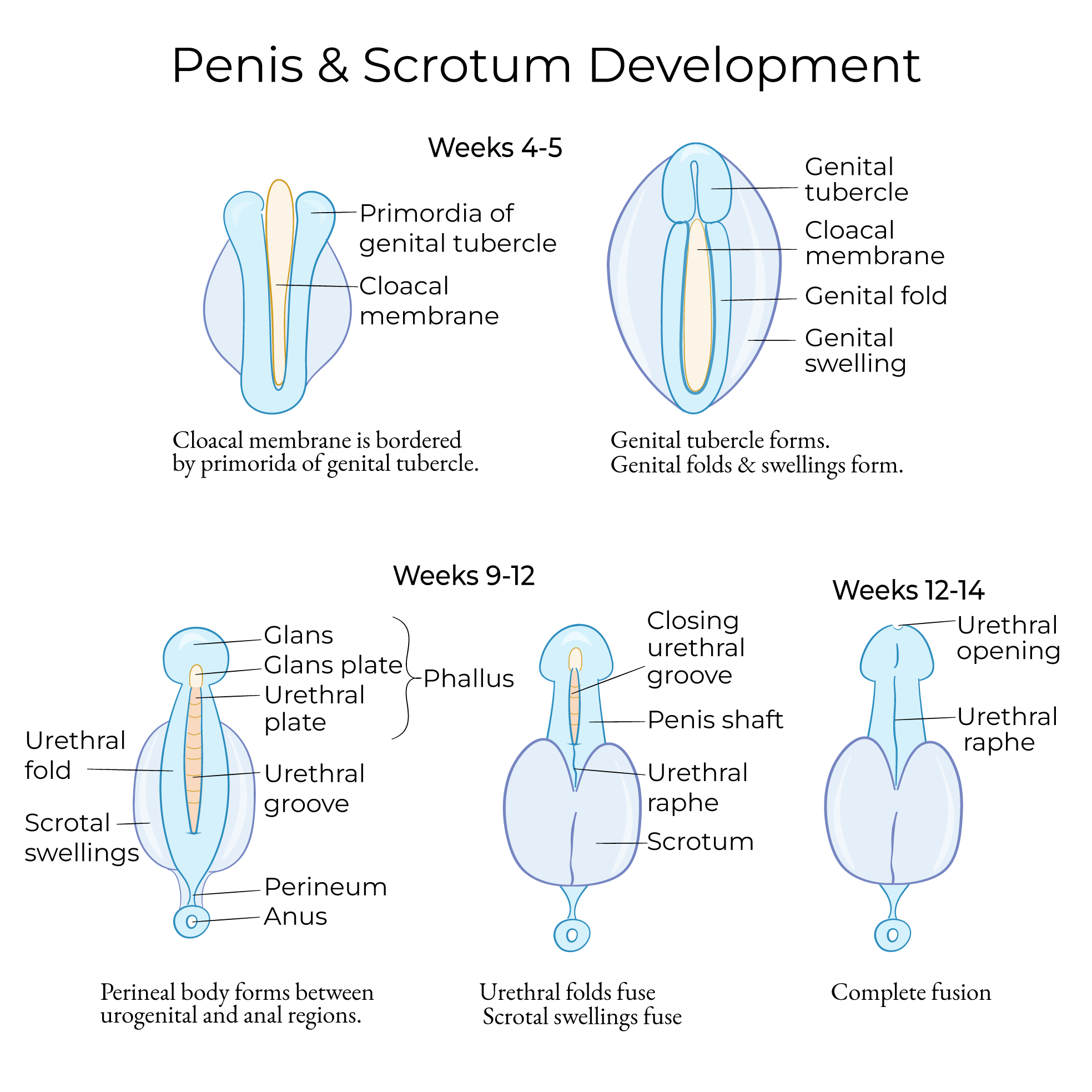 Development of the Penis and Scrotum