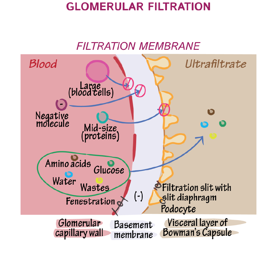 Glomerular Filtration Membrane Physiology Flashcards ditki medical
