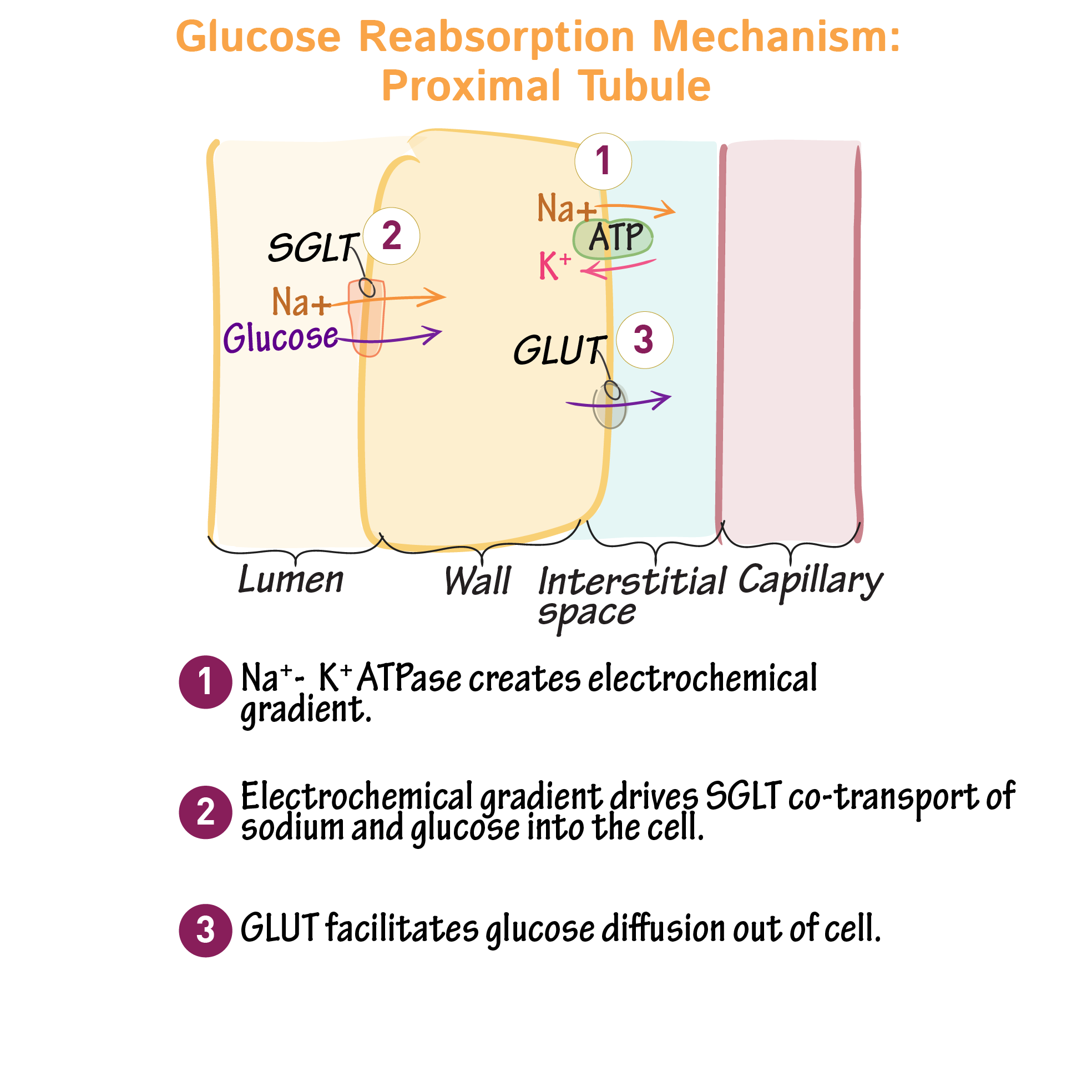 The Unexpected Uses Of A Glucose Standard Curve - zxr7cyg
