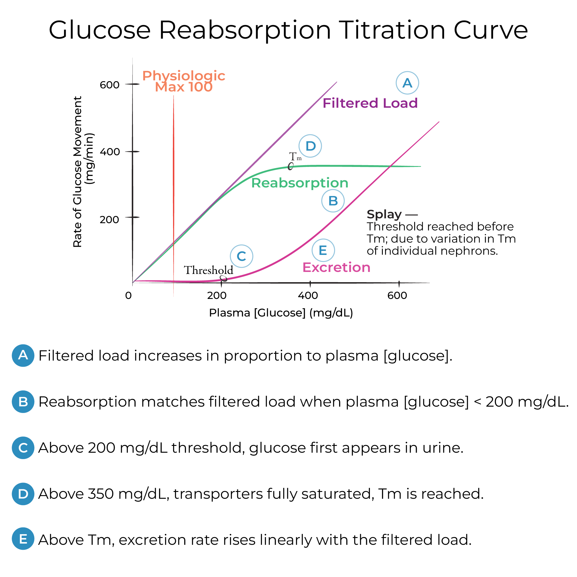 Glucose Reabsorption & Titration Curve