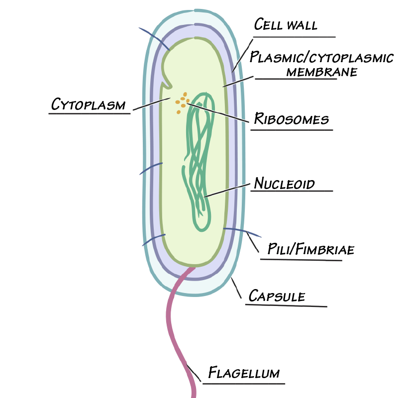 Immunology Microbiology Glossary Bacterial Cell Wall Gram Negative 