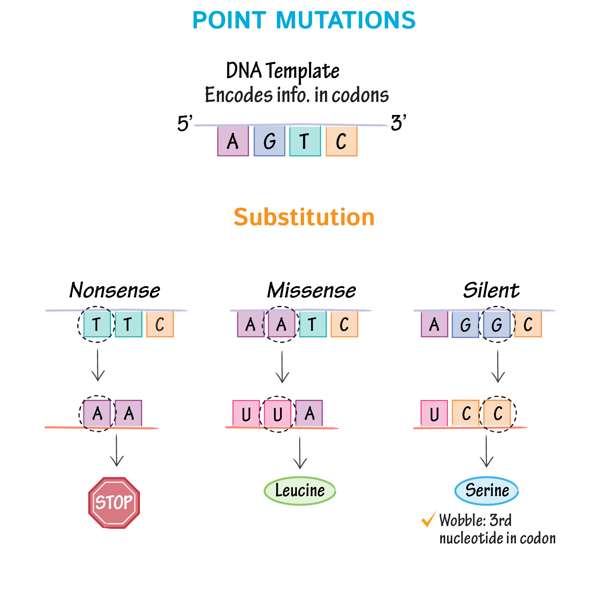 Point Mutation Definition Biology At Jewell Patterson Blog Point Mutation Definition Biology At Jewell Patterson Blog