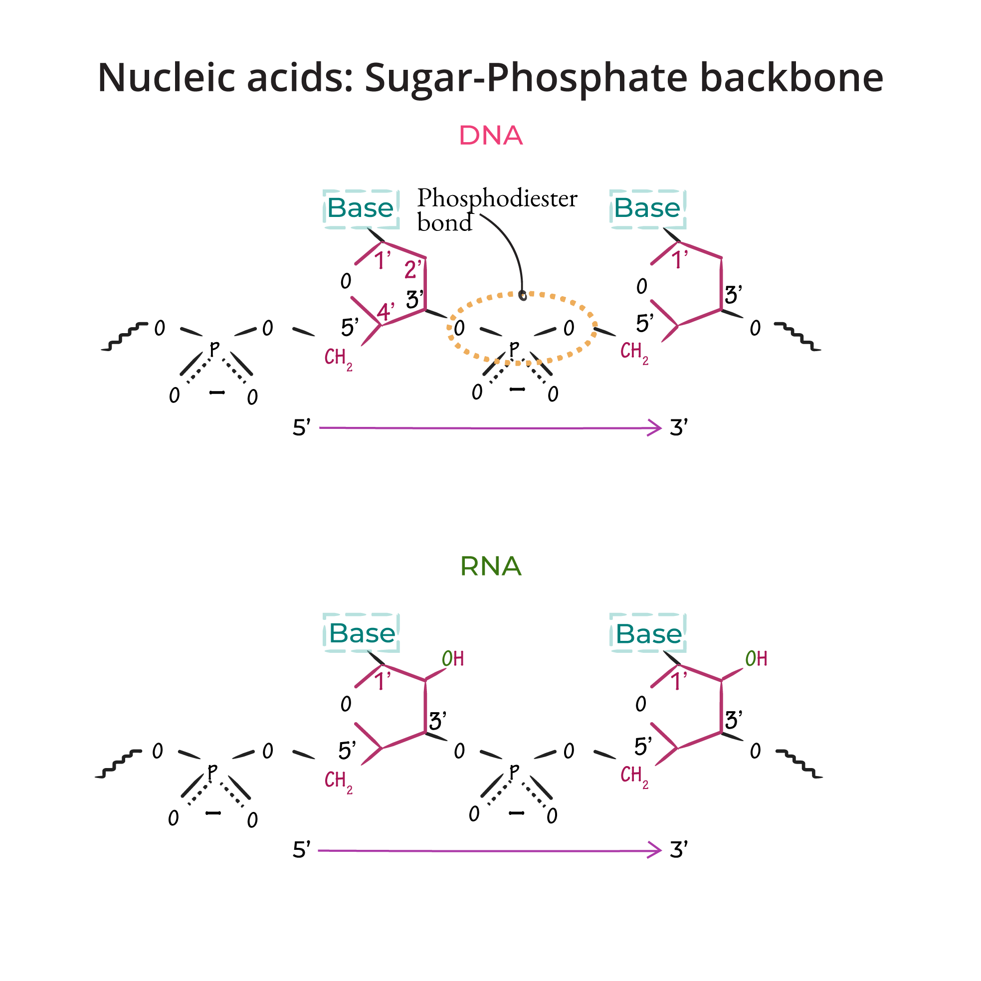 Nucleosides vs. Nucleotides