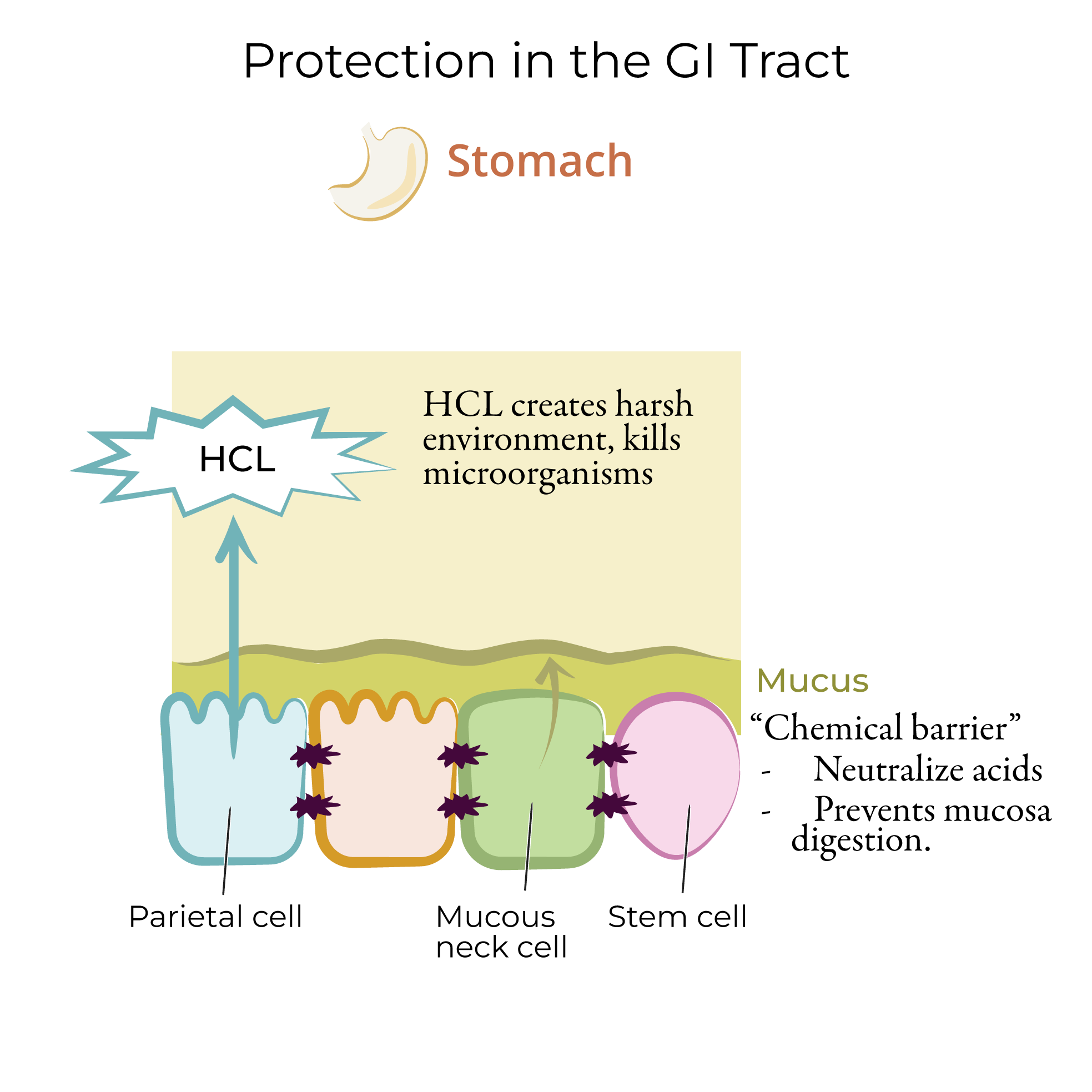Protection in the GI Tract