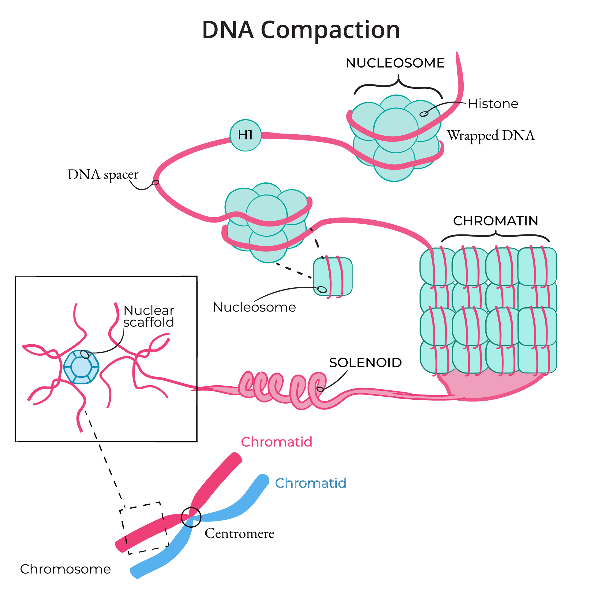 DNA Compaction