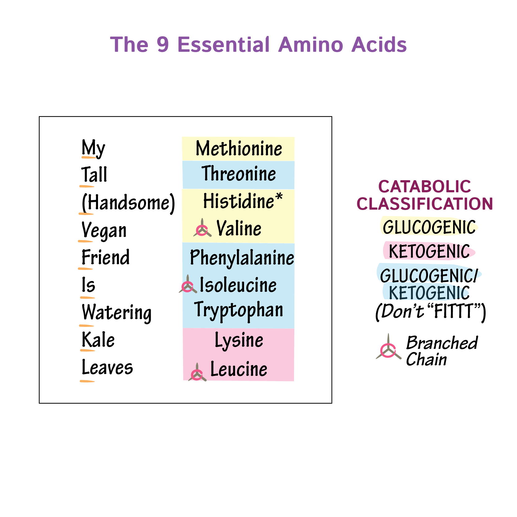 Biochemistry Glossary 9 Essential Amino Acids Draw It To Know It