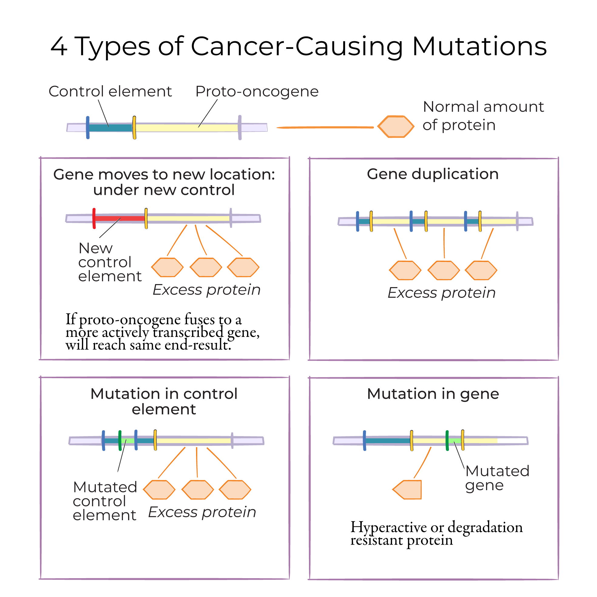 Cancer-Causing Mutations