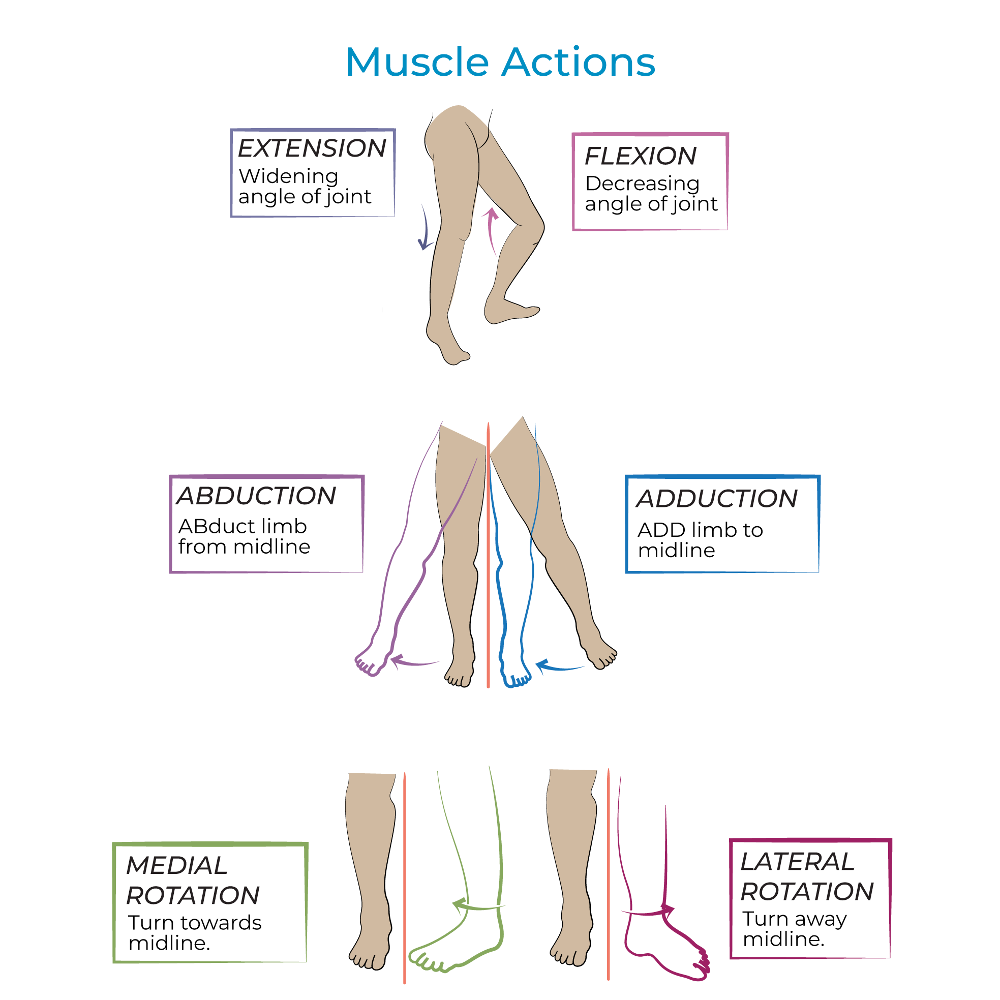 Muscle Actions