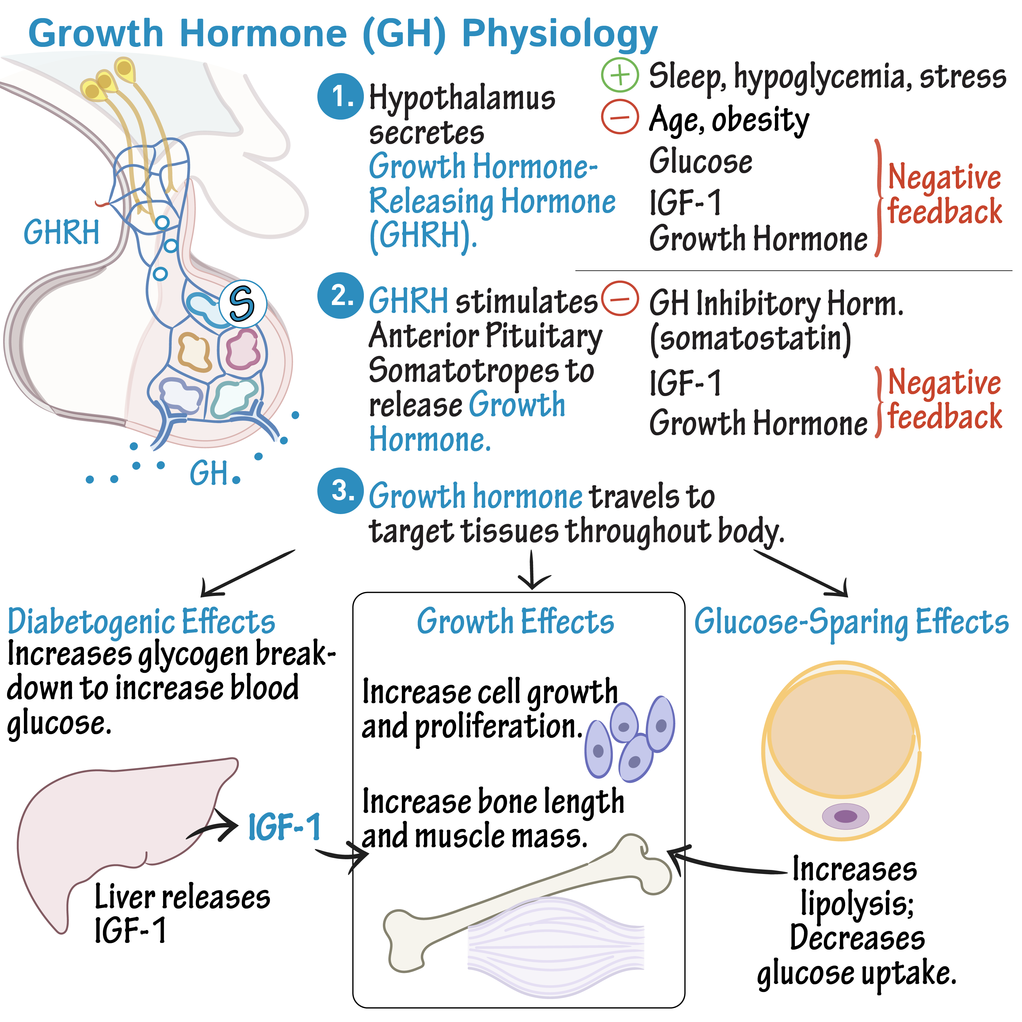 Physiology Glossary Growth Hormone Physiology Draw It To Know It